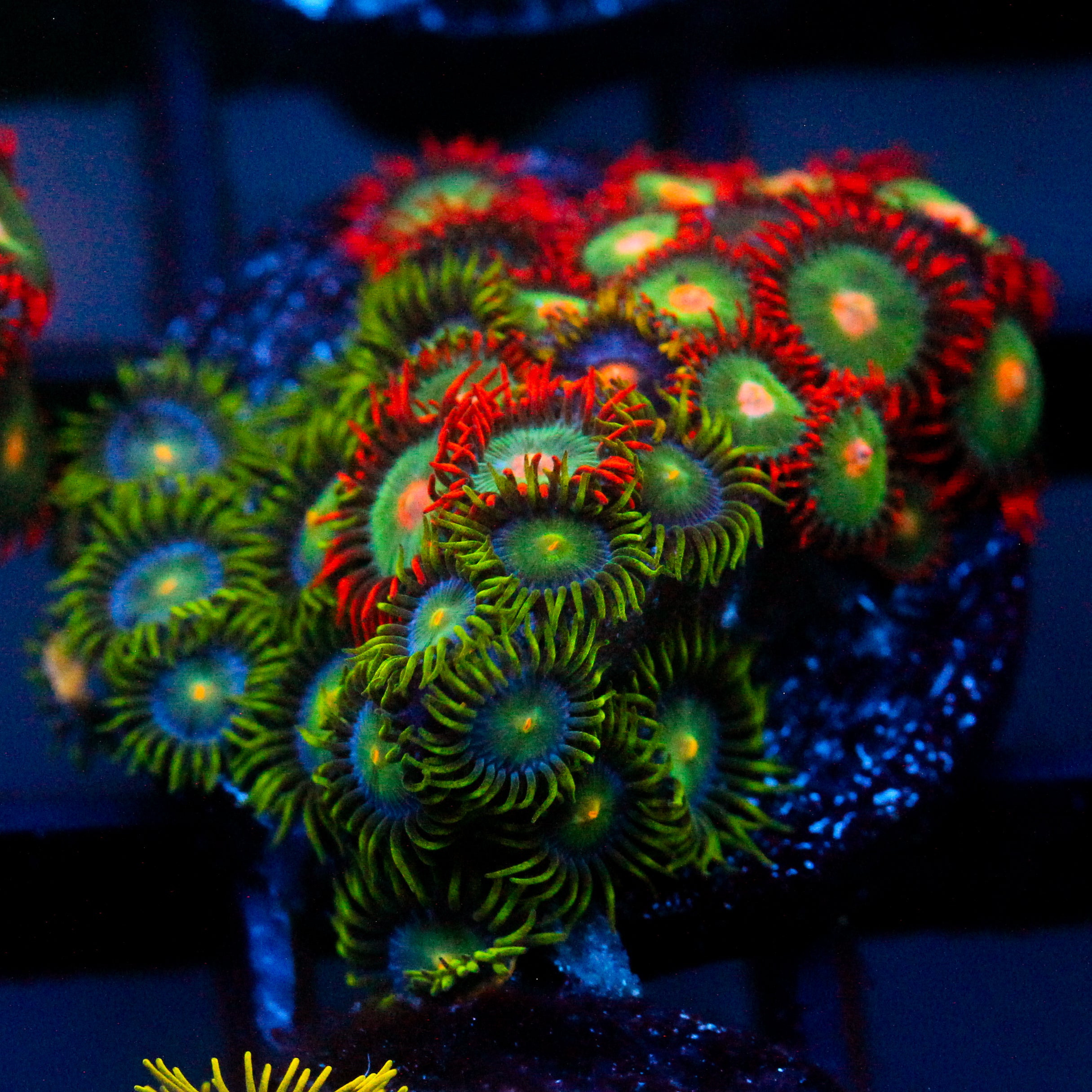 JC Zoa Garden Seed