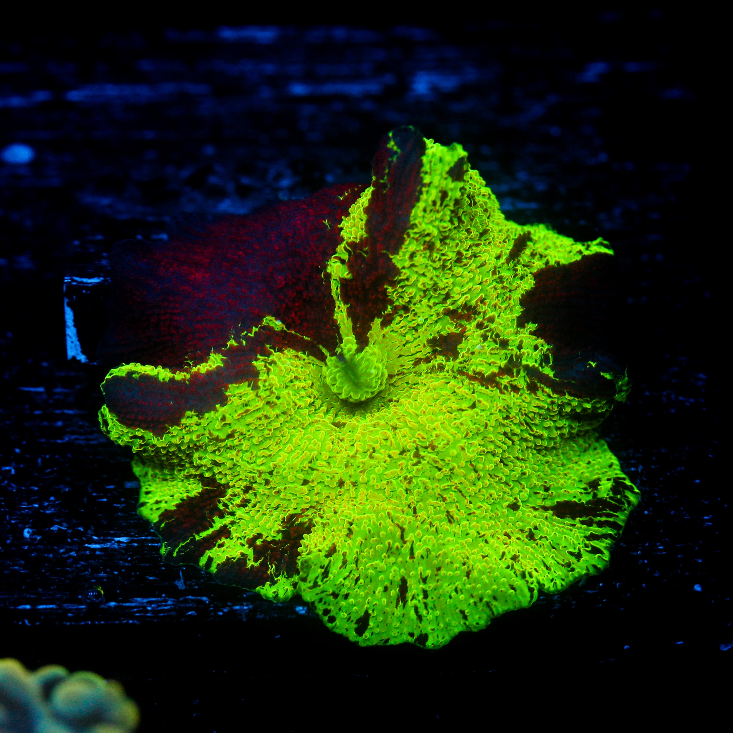 JC Ultra Eclectus Mushroom LG