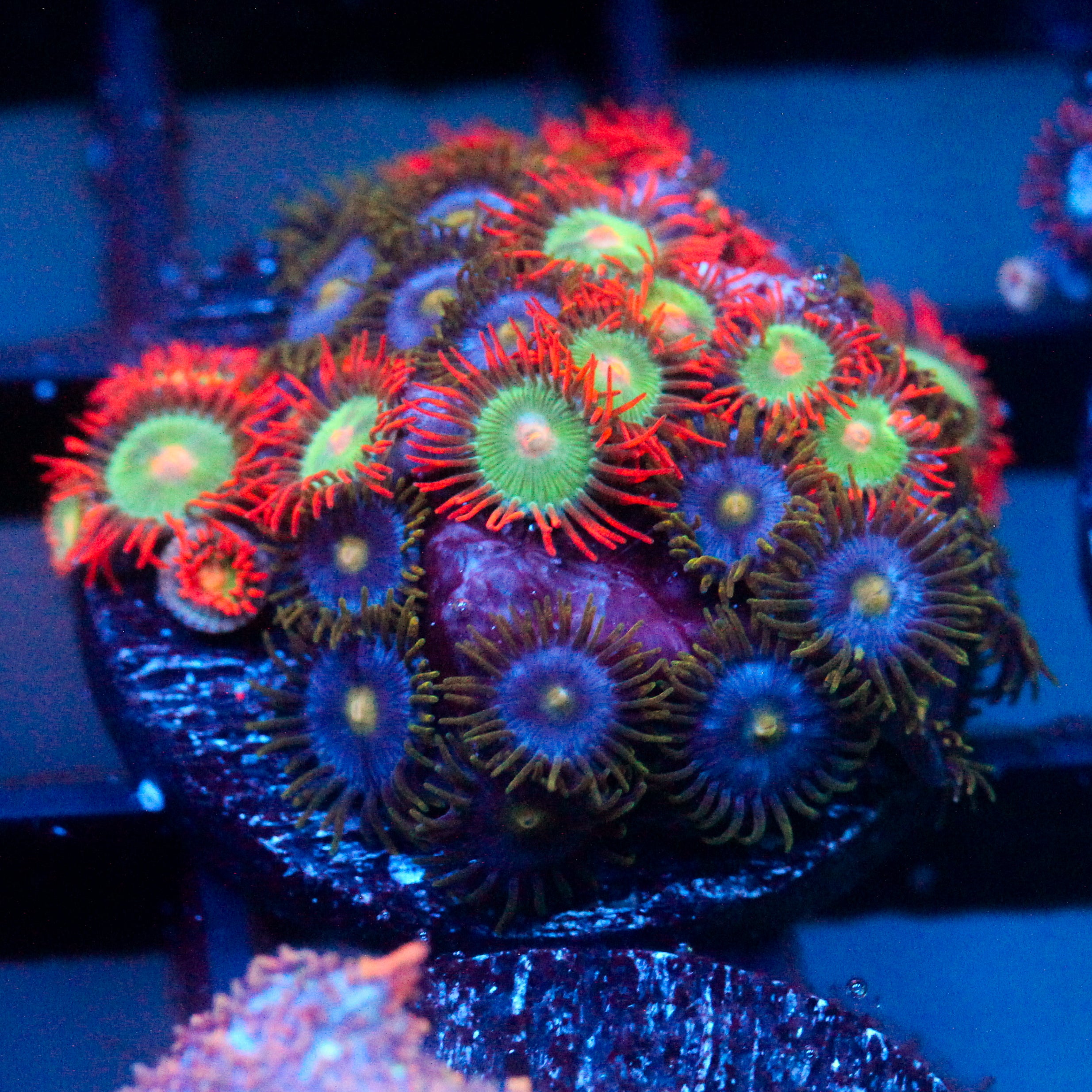 JC Zoa Garden Seed