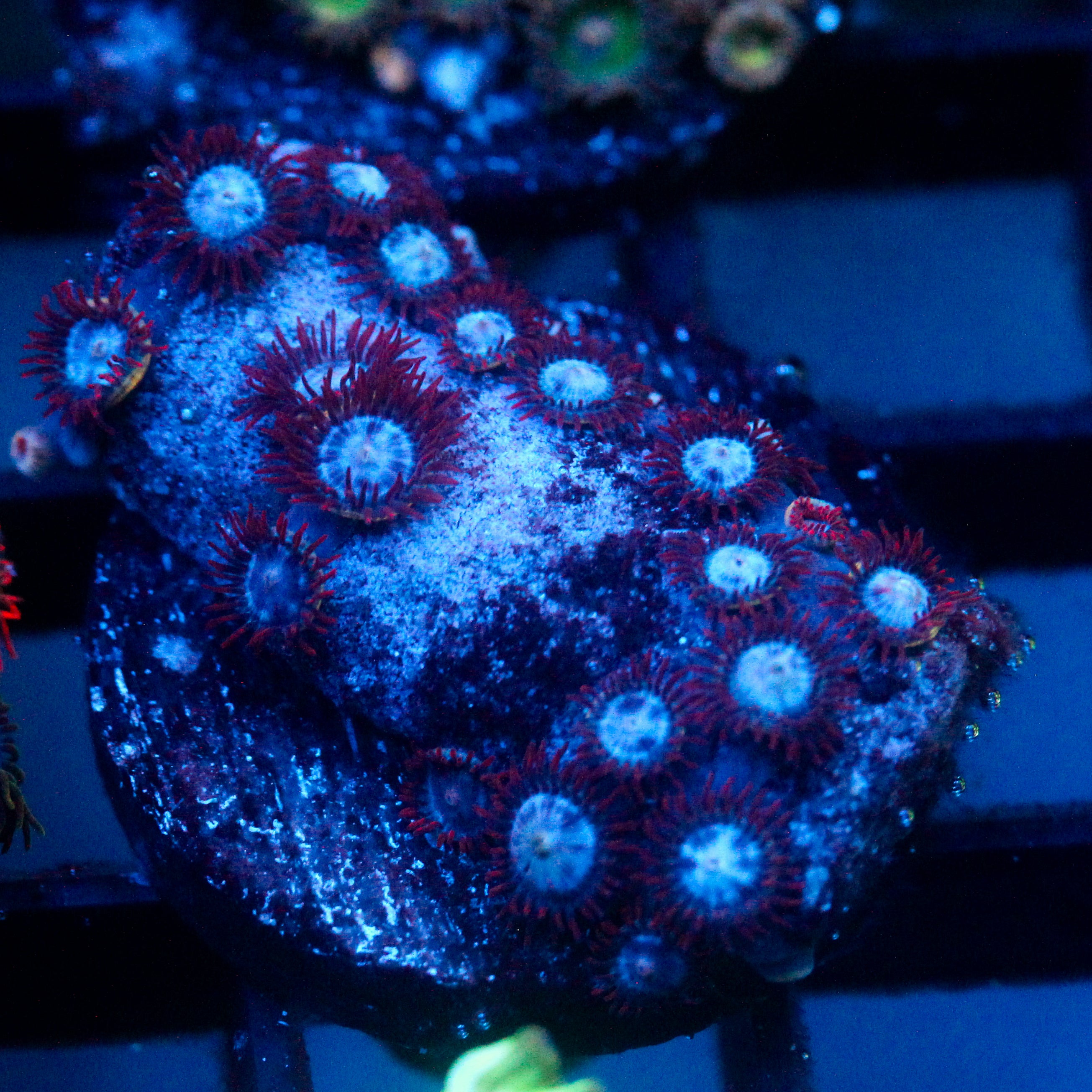 JC Nova Zoanthid