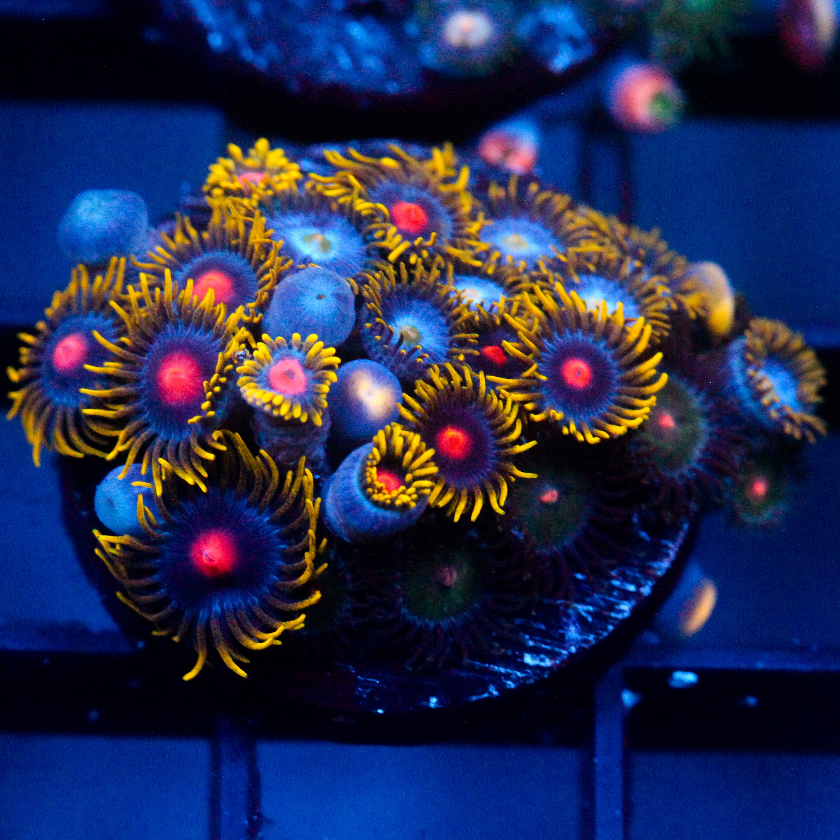 JC Empire Zoanthids