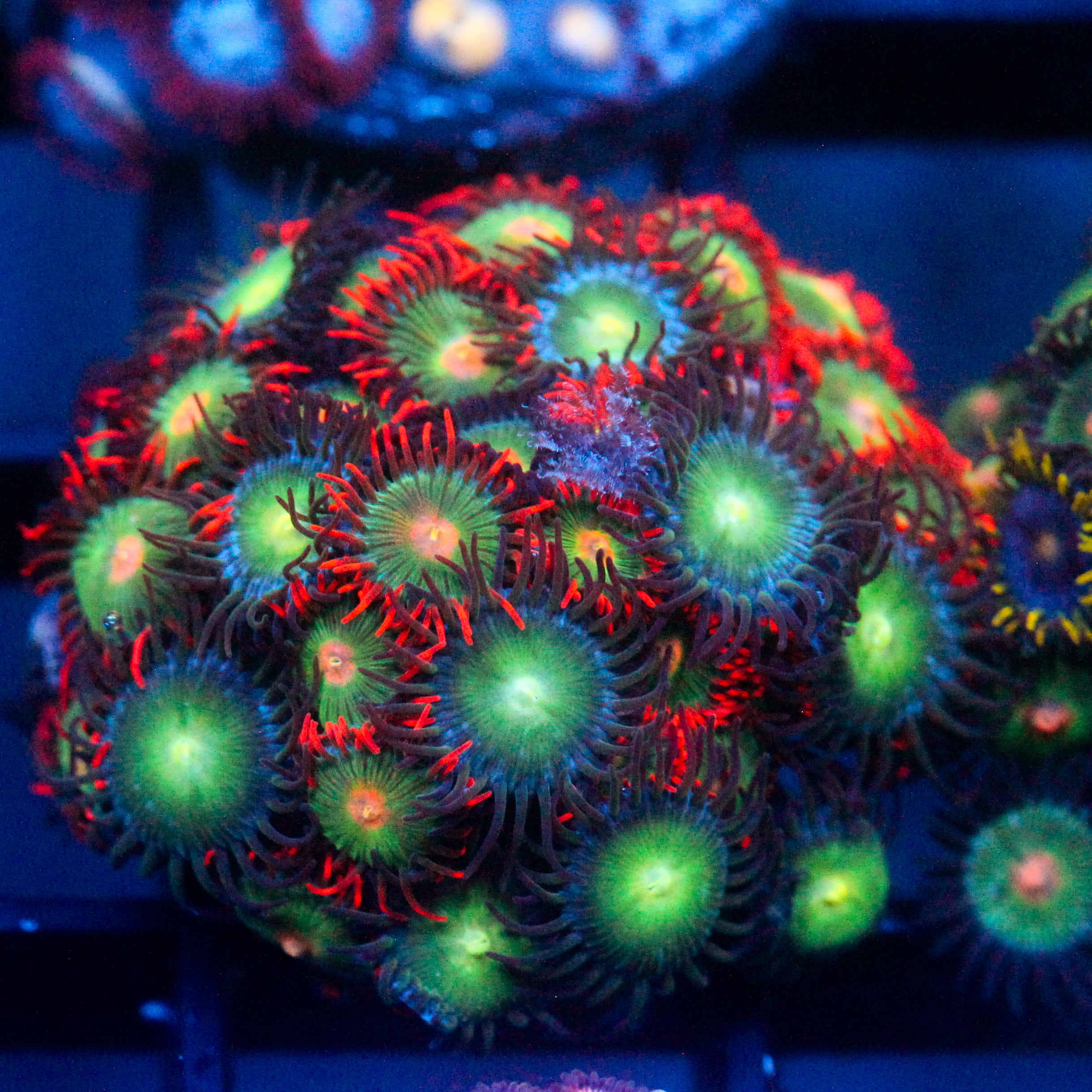 JC Birthstone Zoanthid Mix