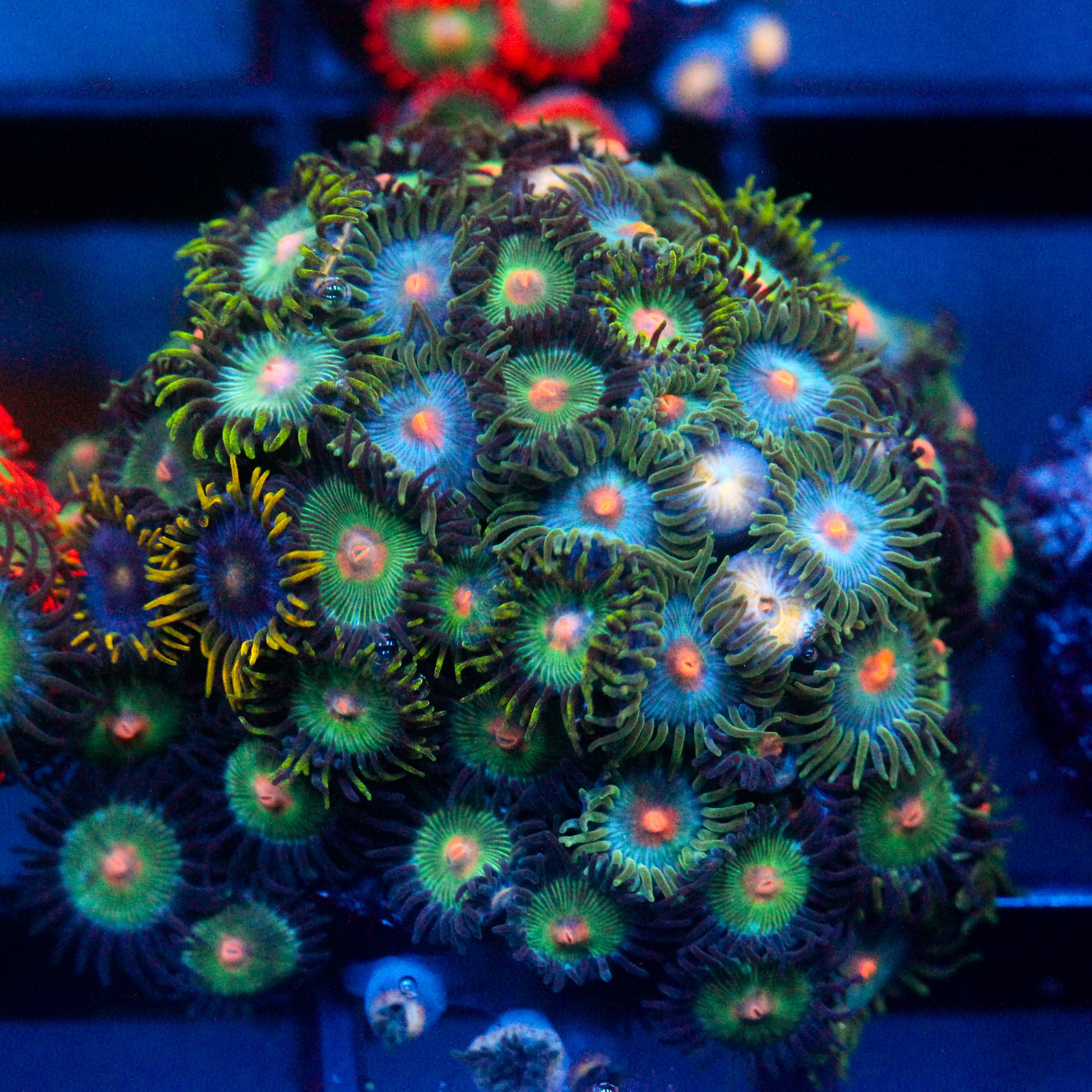 JC Zoa Garden Seed