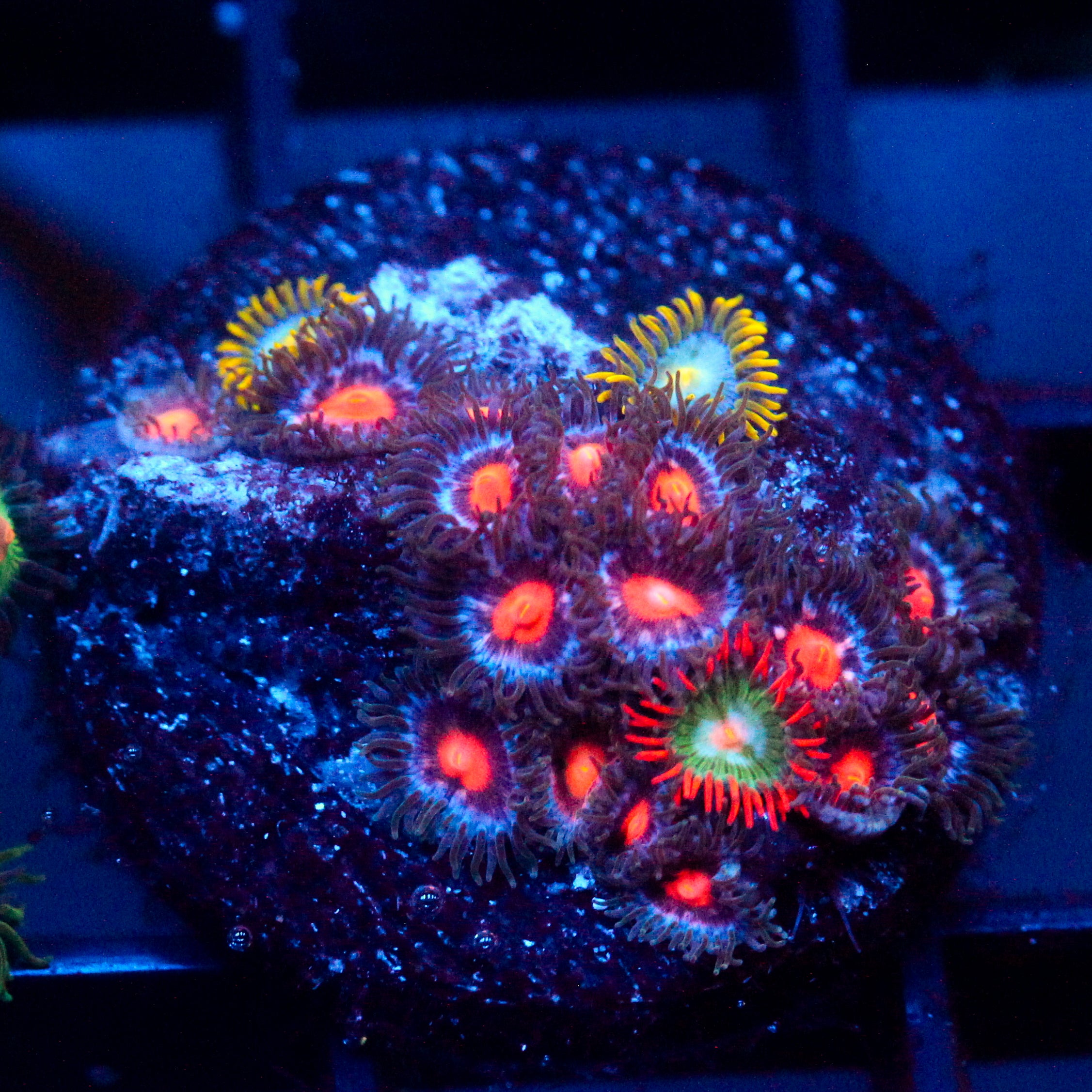 JC Ember Zoanthid Mix
