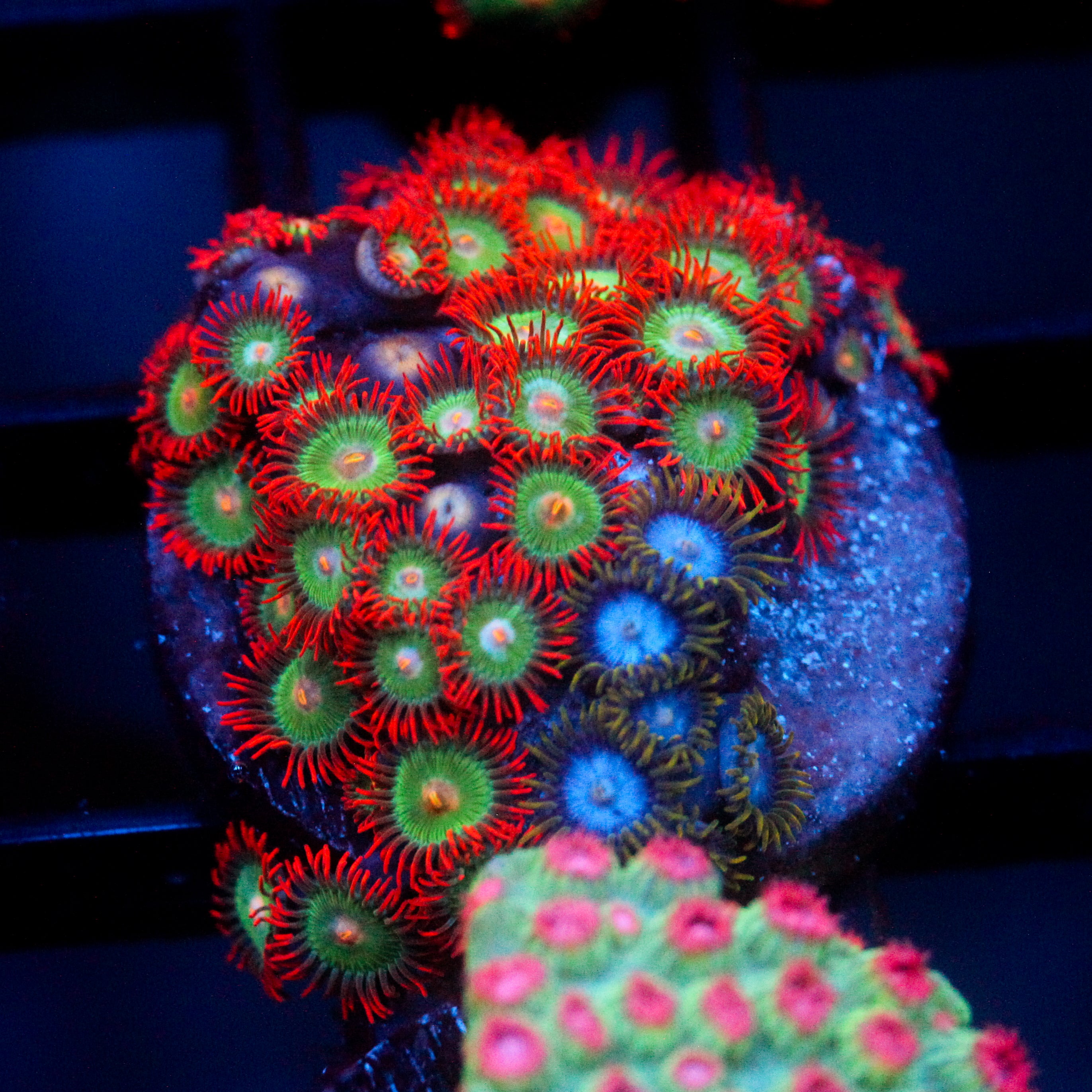 JC Gatorade Zoanthids