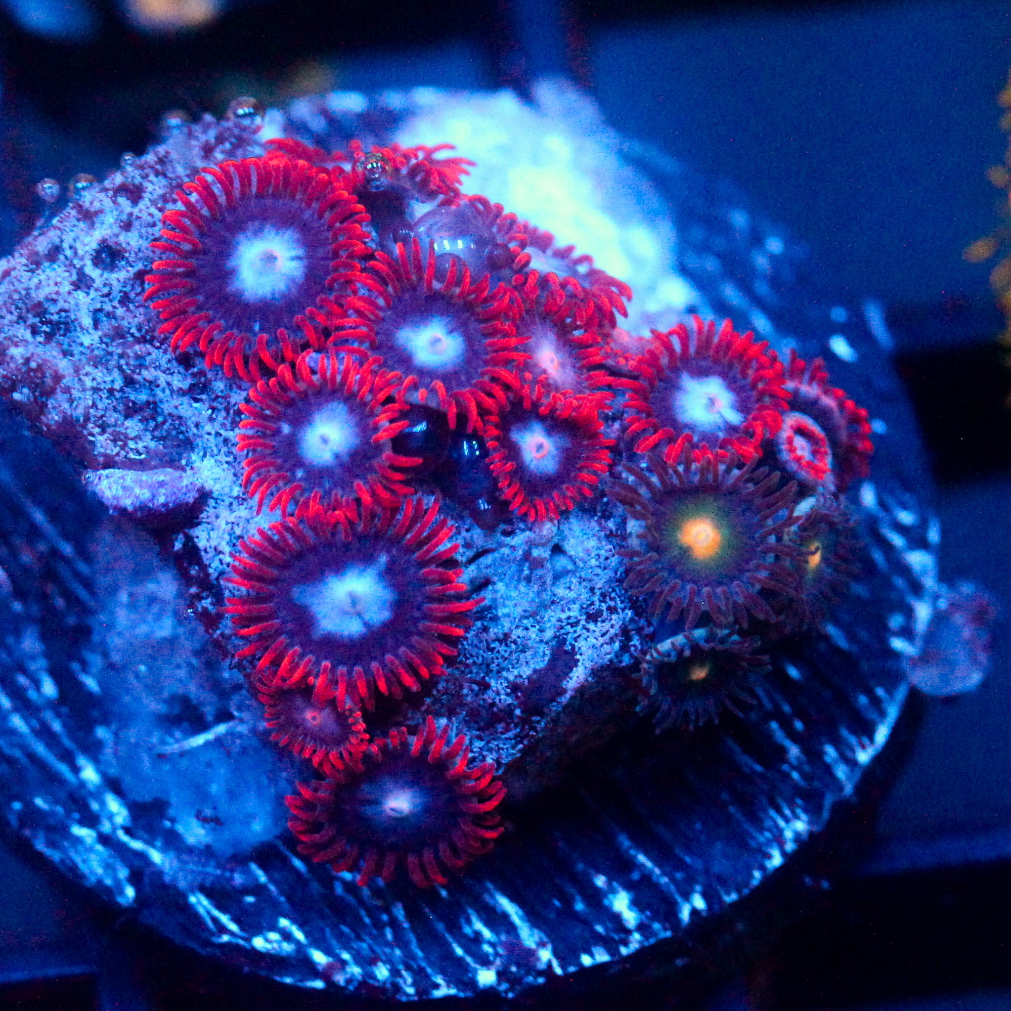 JC Edge of Reality Zoanthid