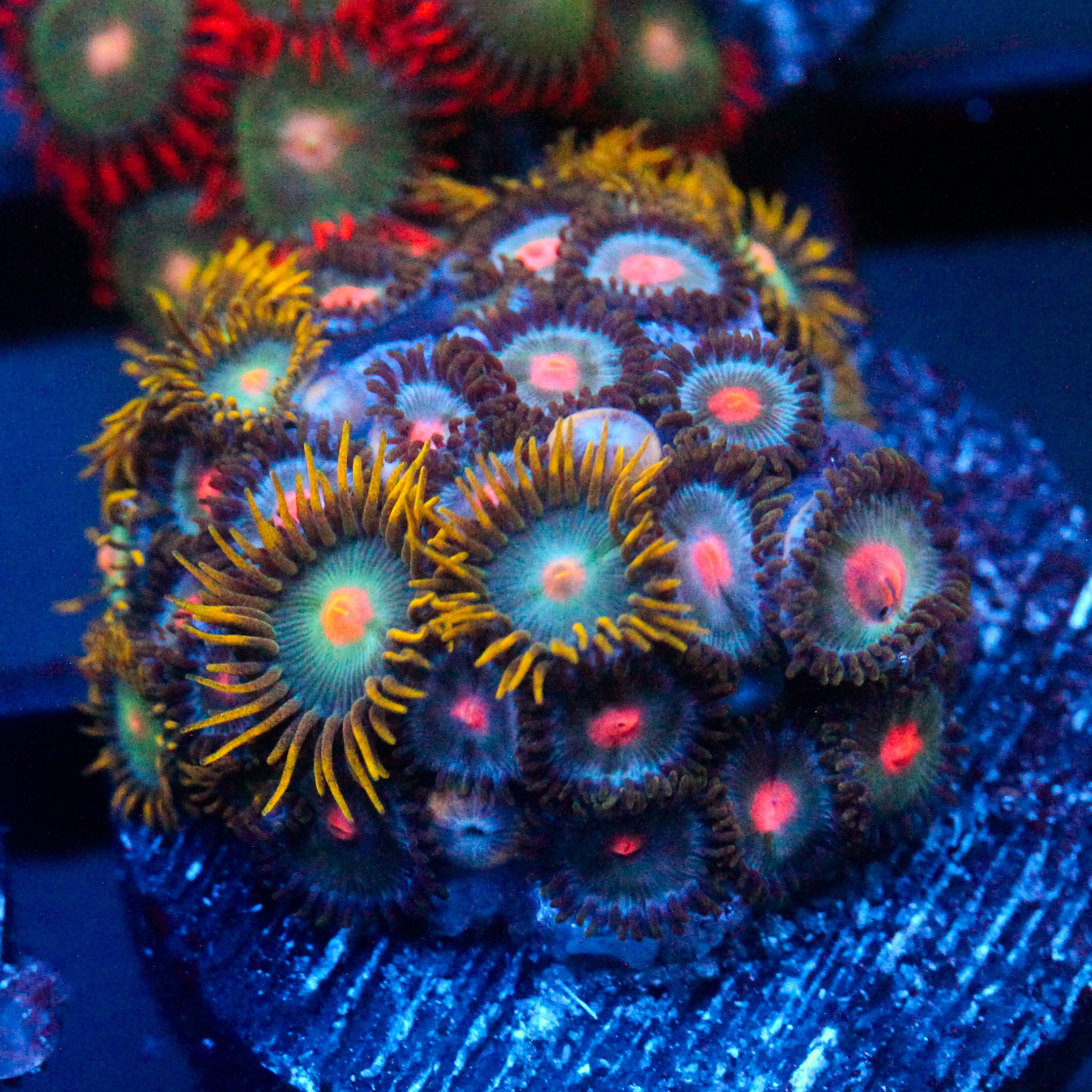 JC Saturn Zoanthid mix