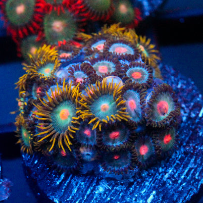 JC Saturn Zoanthid mix