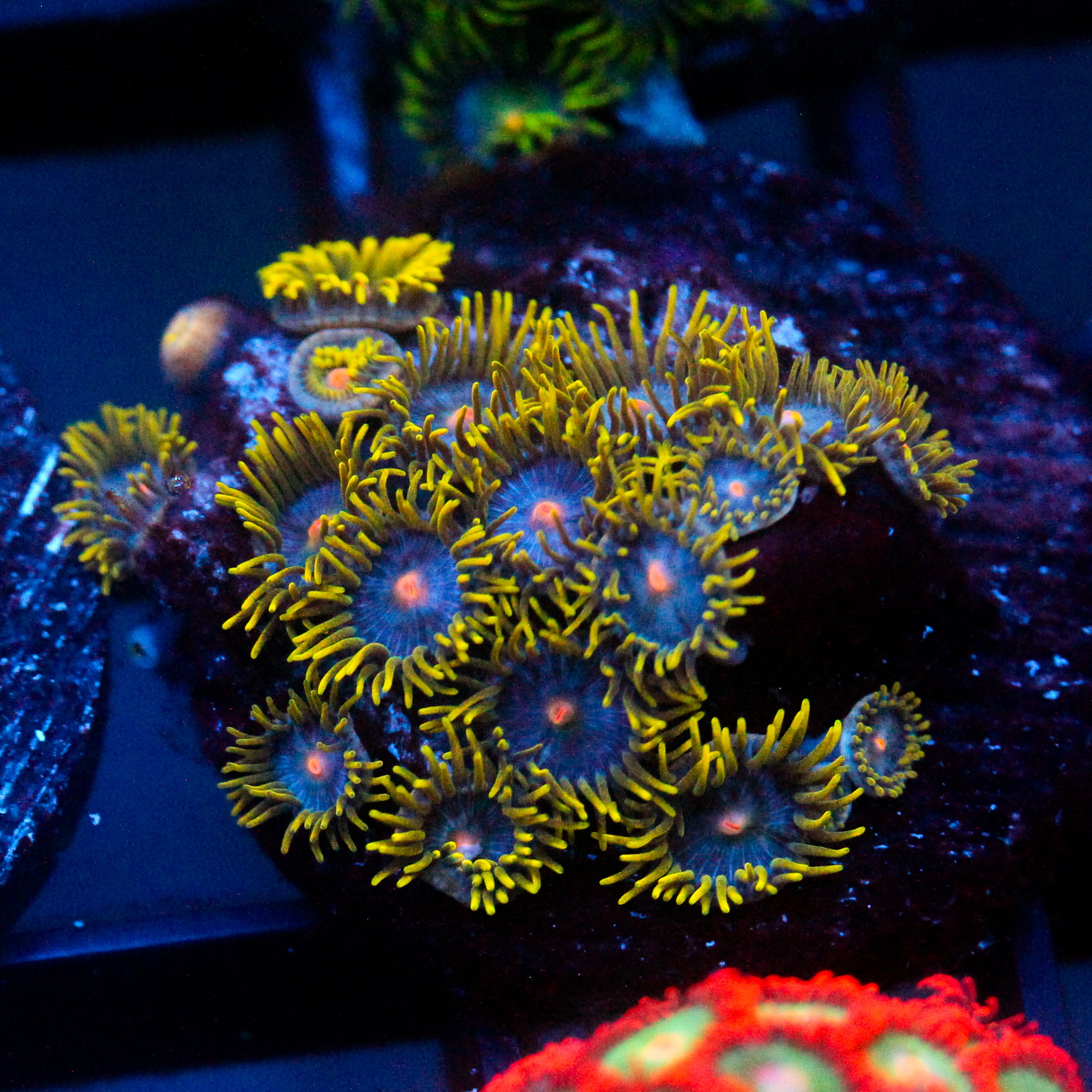 JC Blue Beast Zoanthid