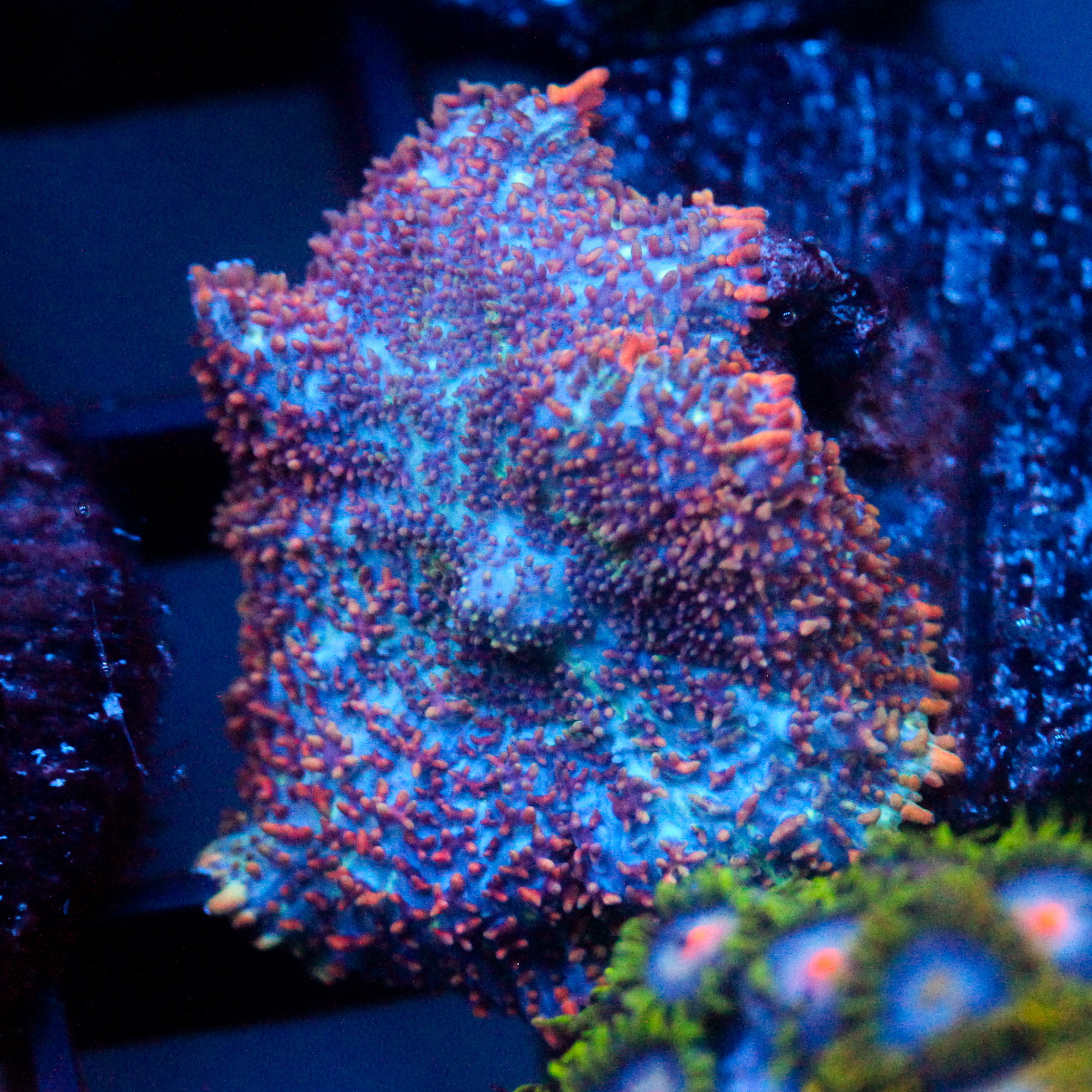 JC Cuprum Calamity Rhodactis