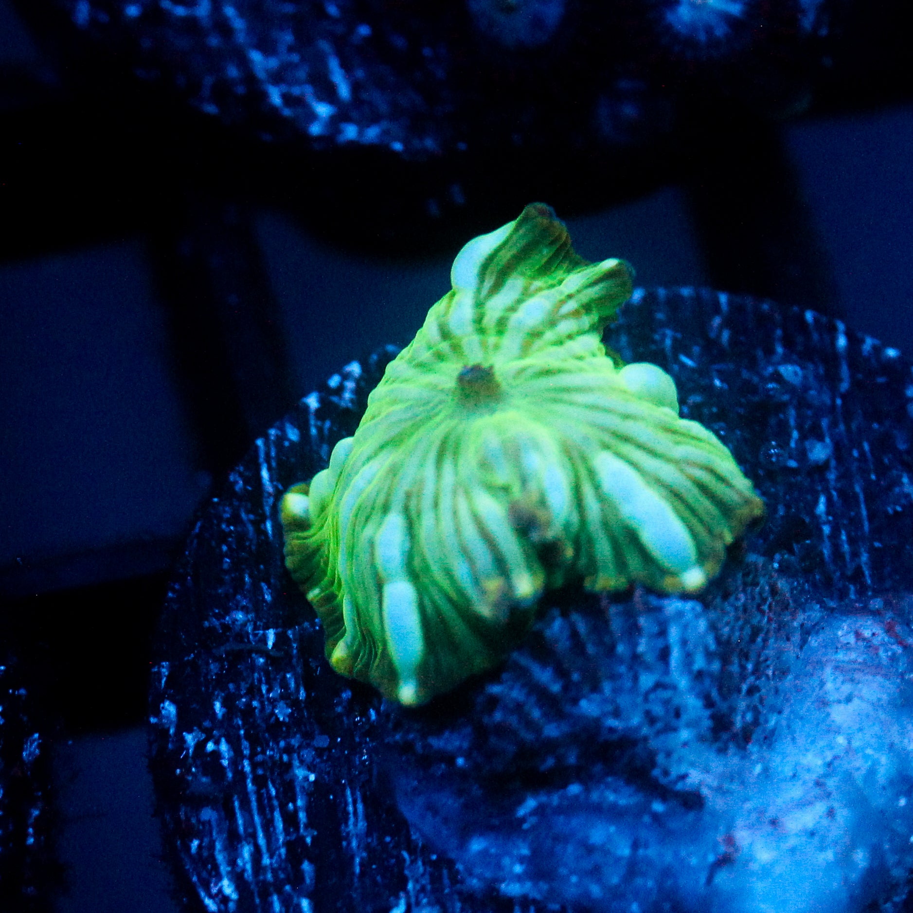 JC Watermelon Rind Discosoma