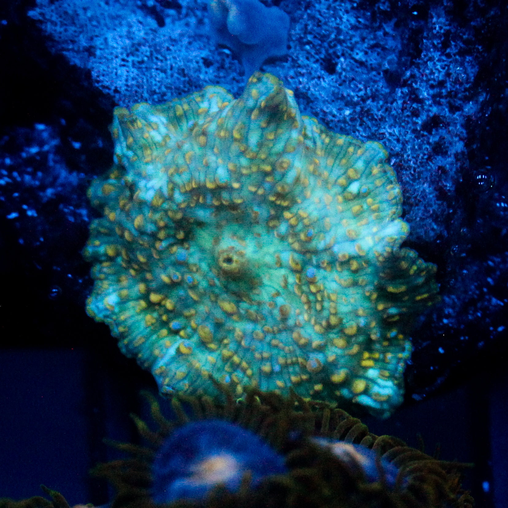 JC Firefly Discosoma