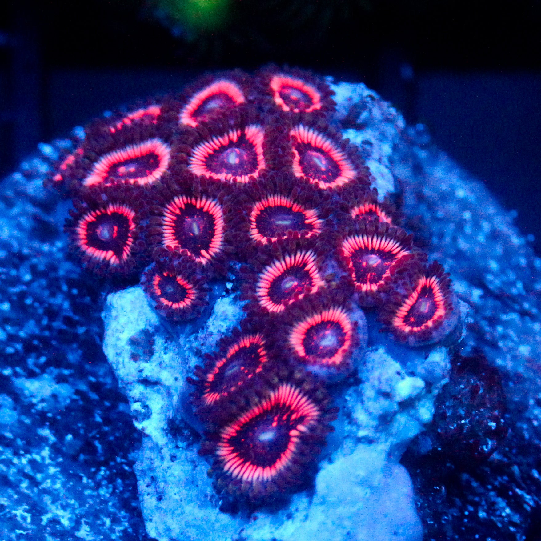 JC Armageddon Zoanthid