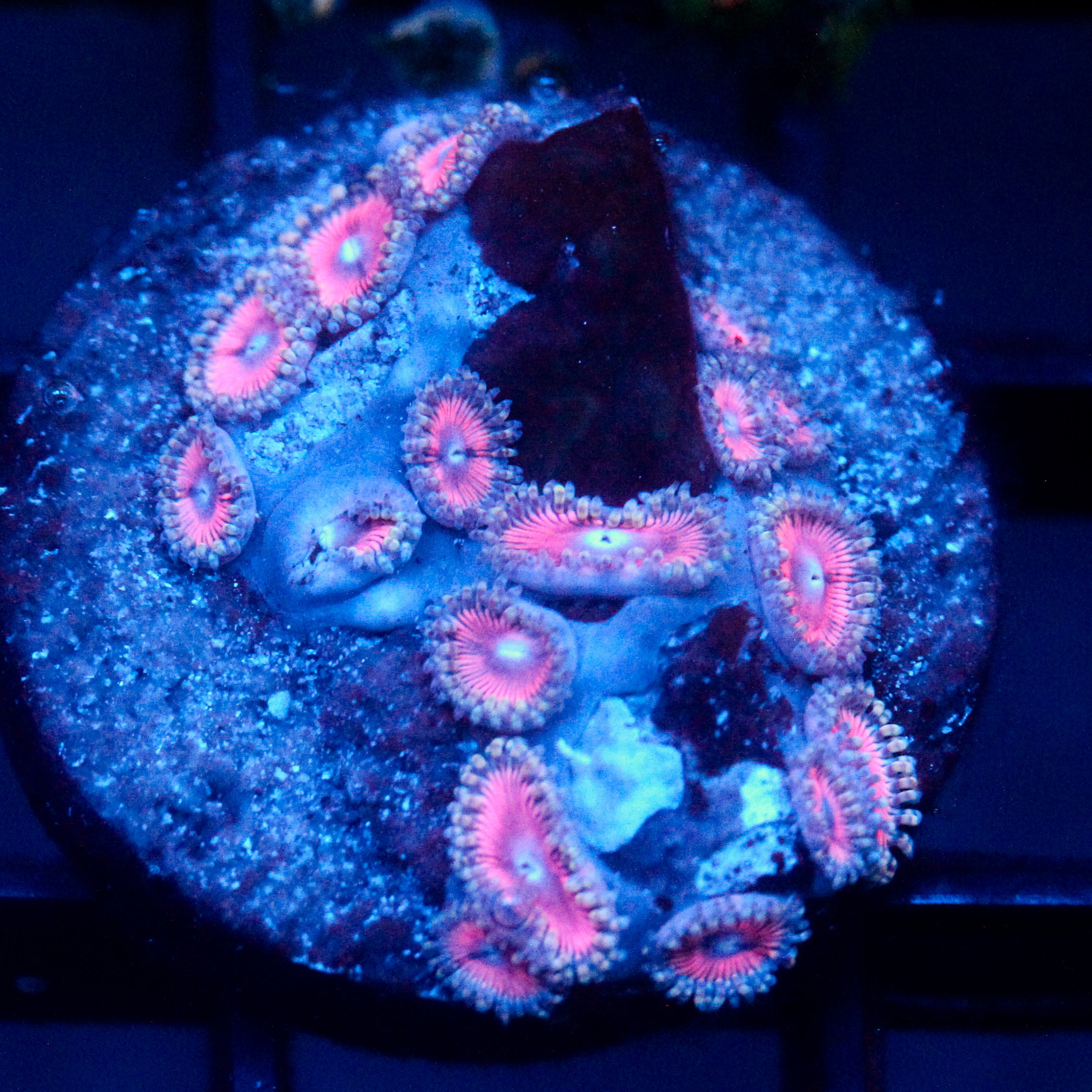 JC Pink Reaper Zoanthid