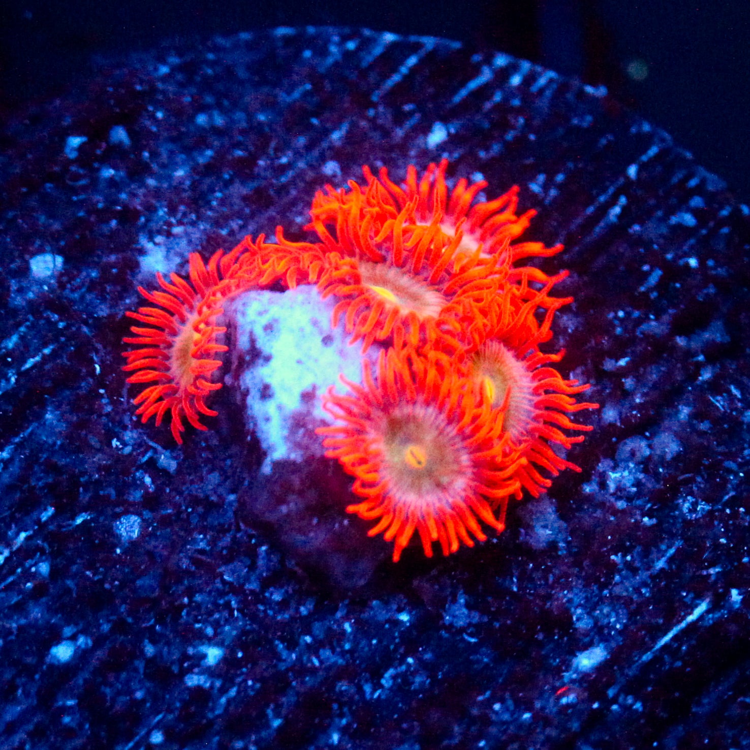 JC Hyperdrive Zoanthid