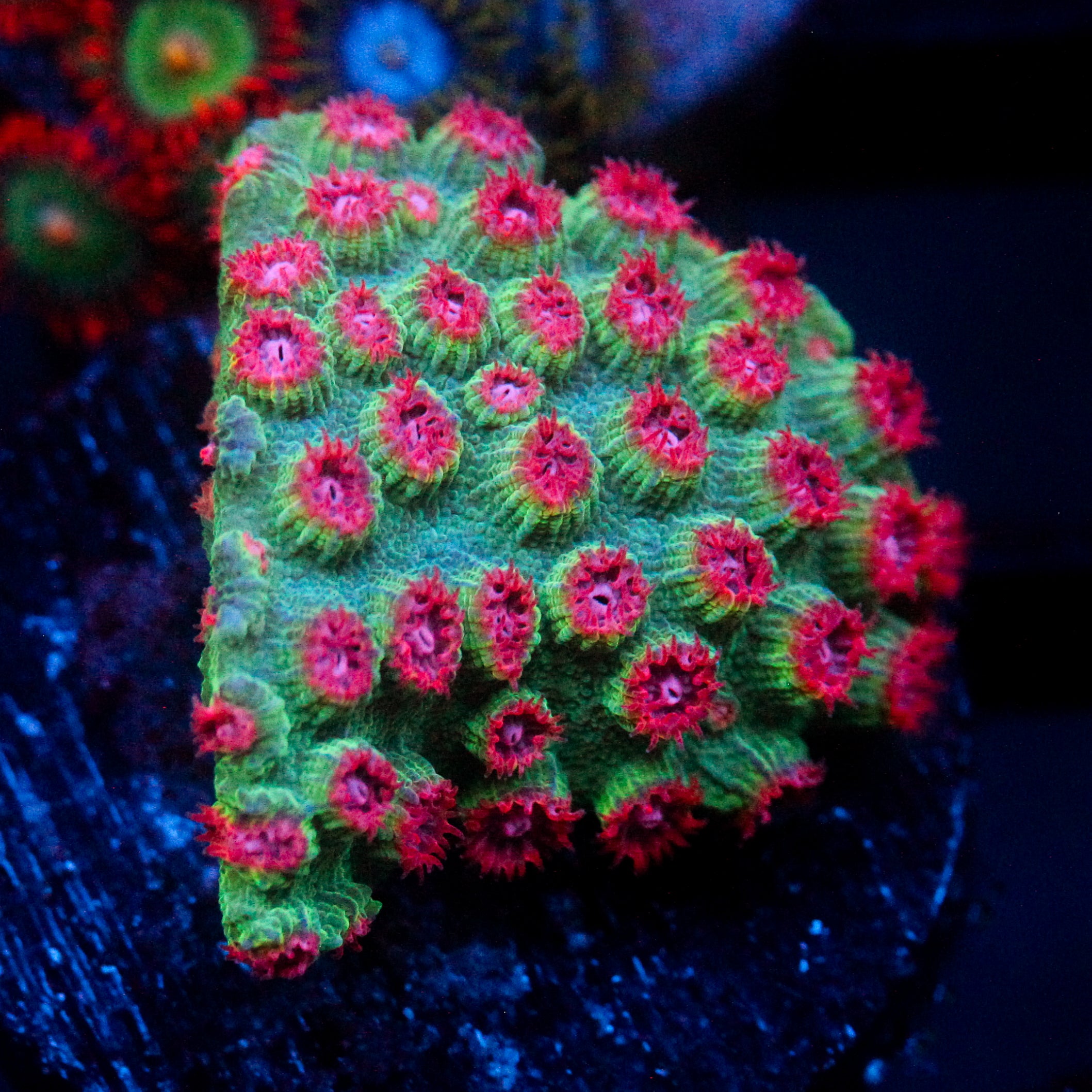 JC Evil Swarm Cyphastrea