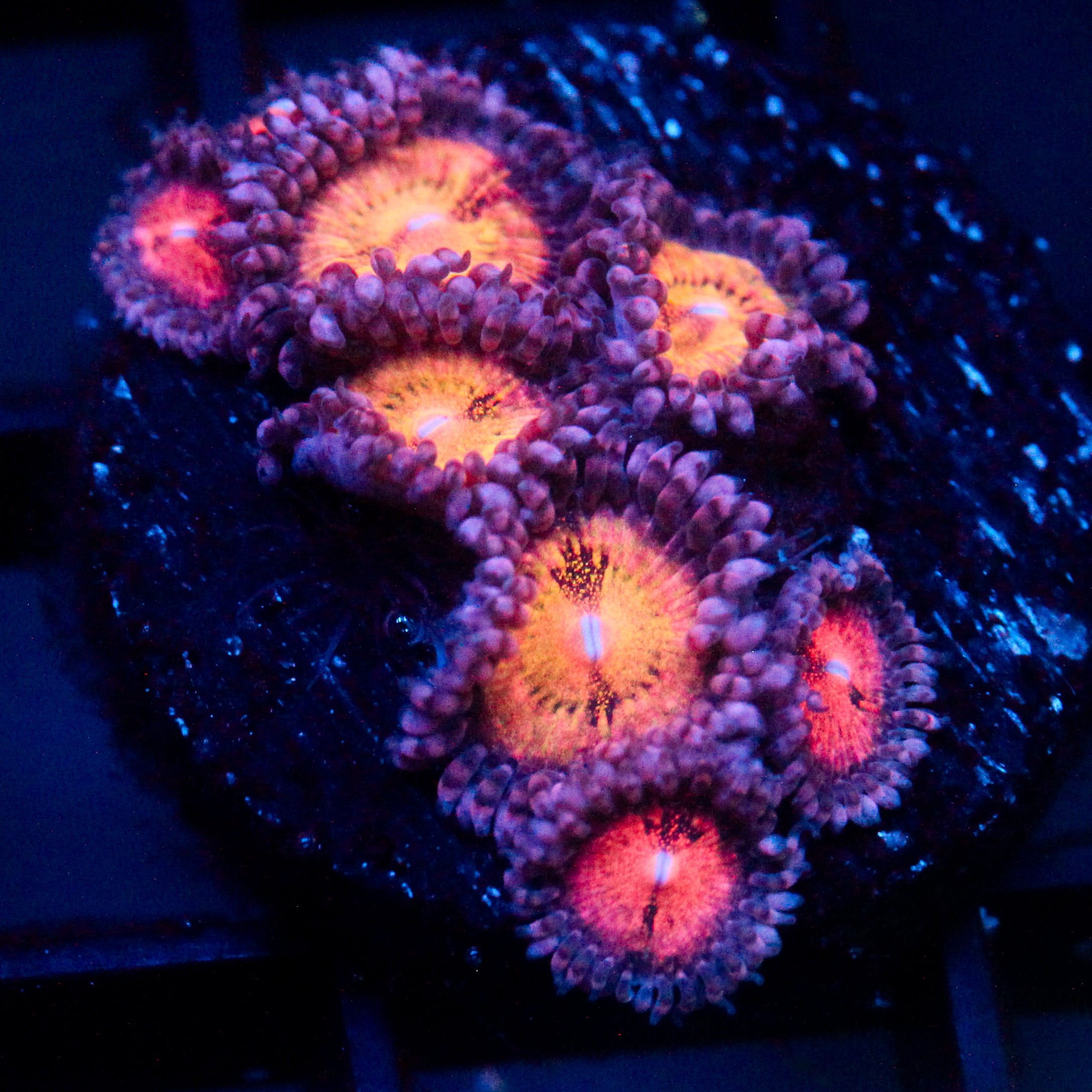 JC Speckled Kraze Zoanthid