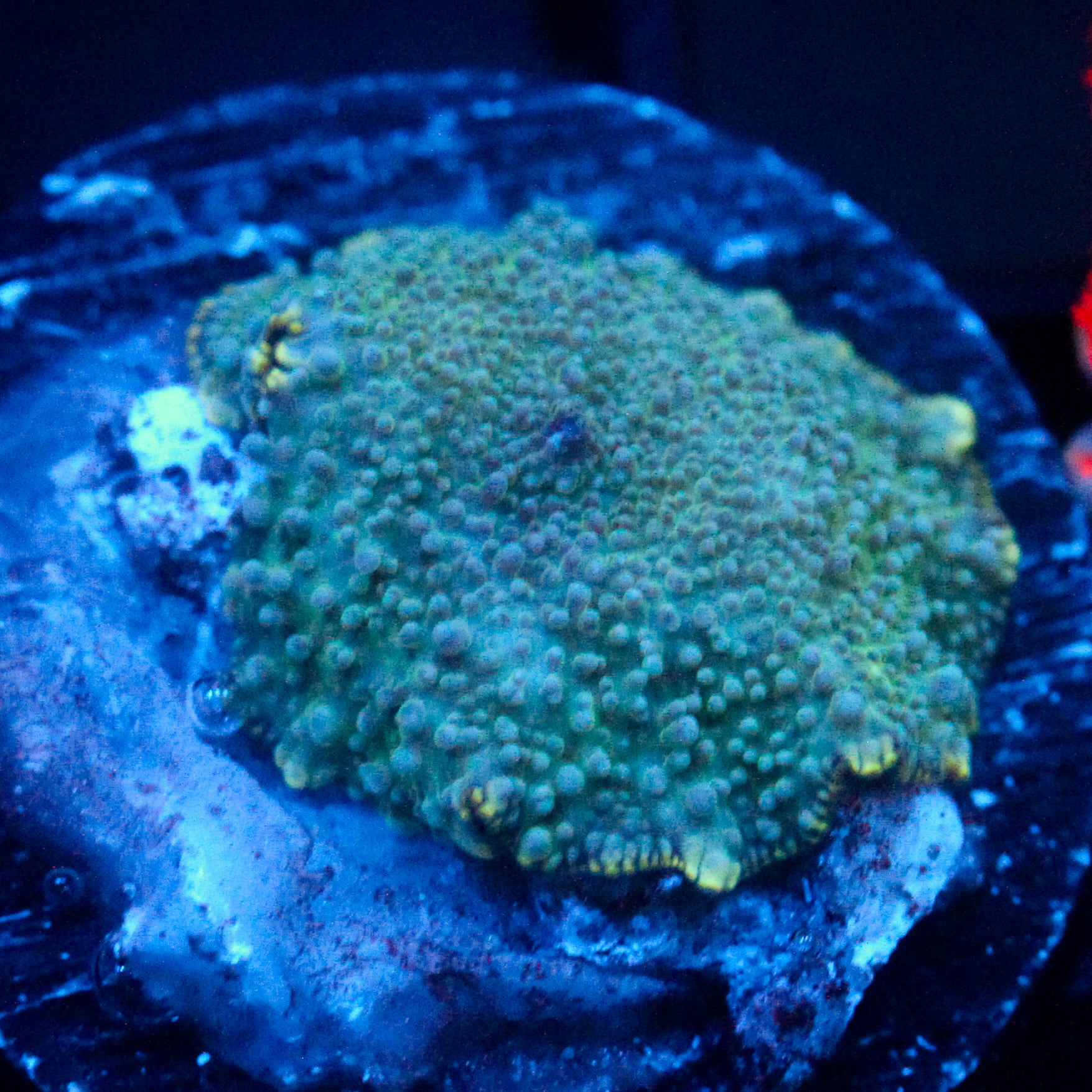 JC Green Skirt Discosoma