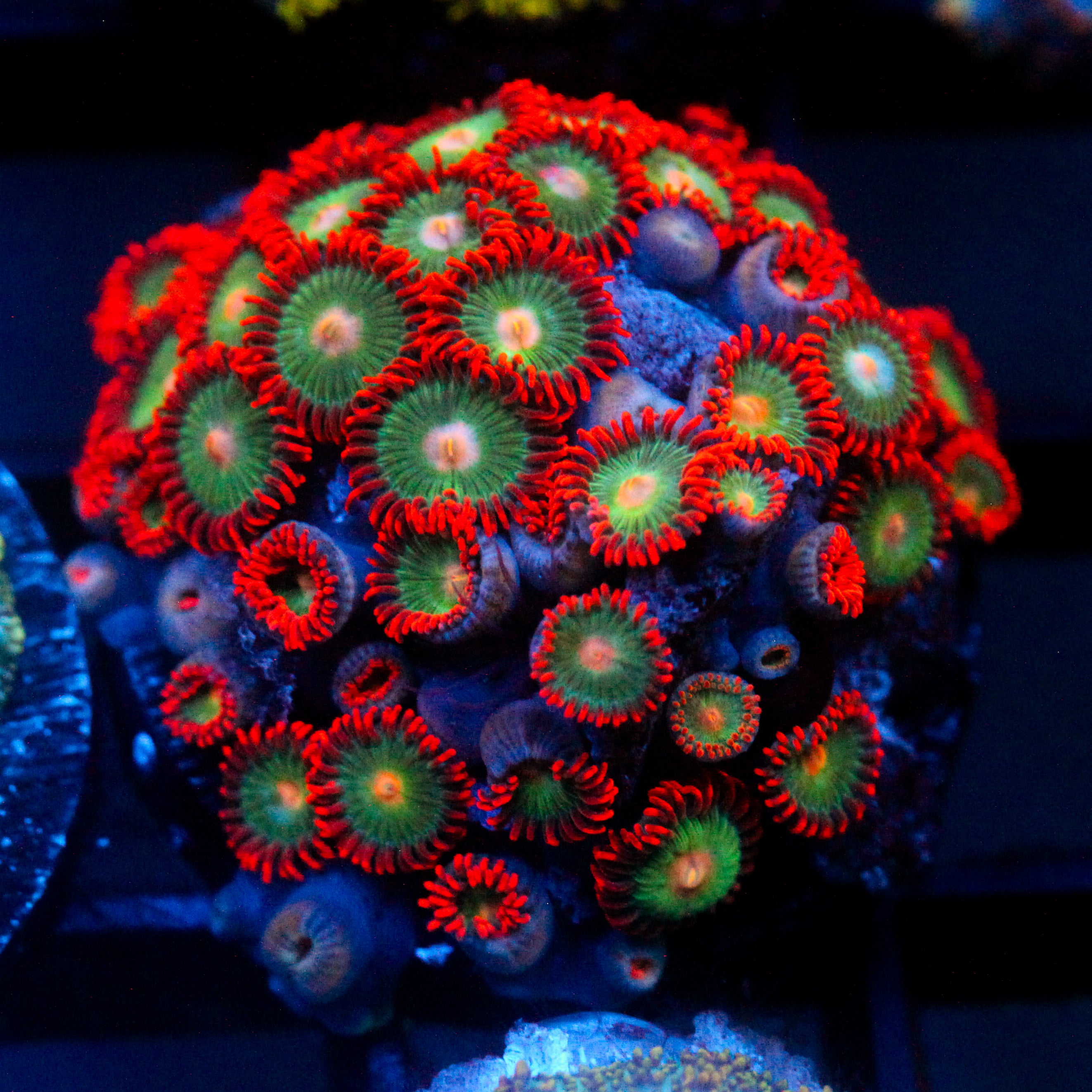 JC Gatorade Zoanthids