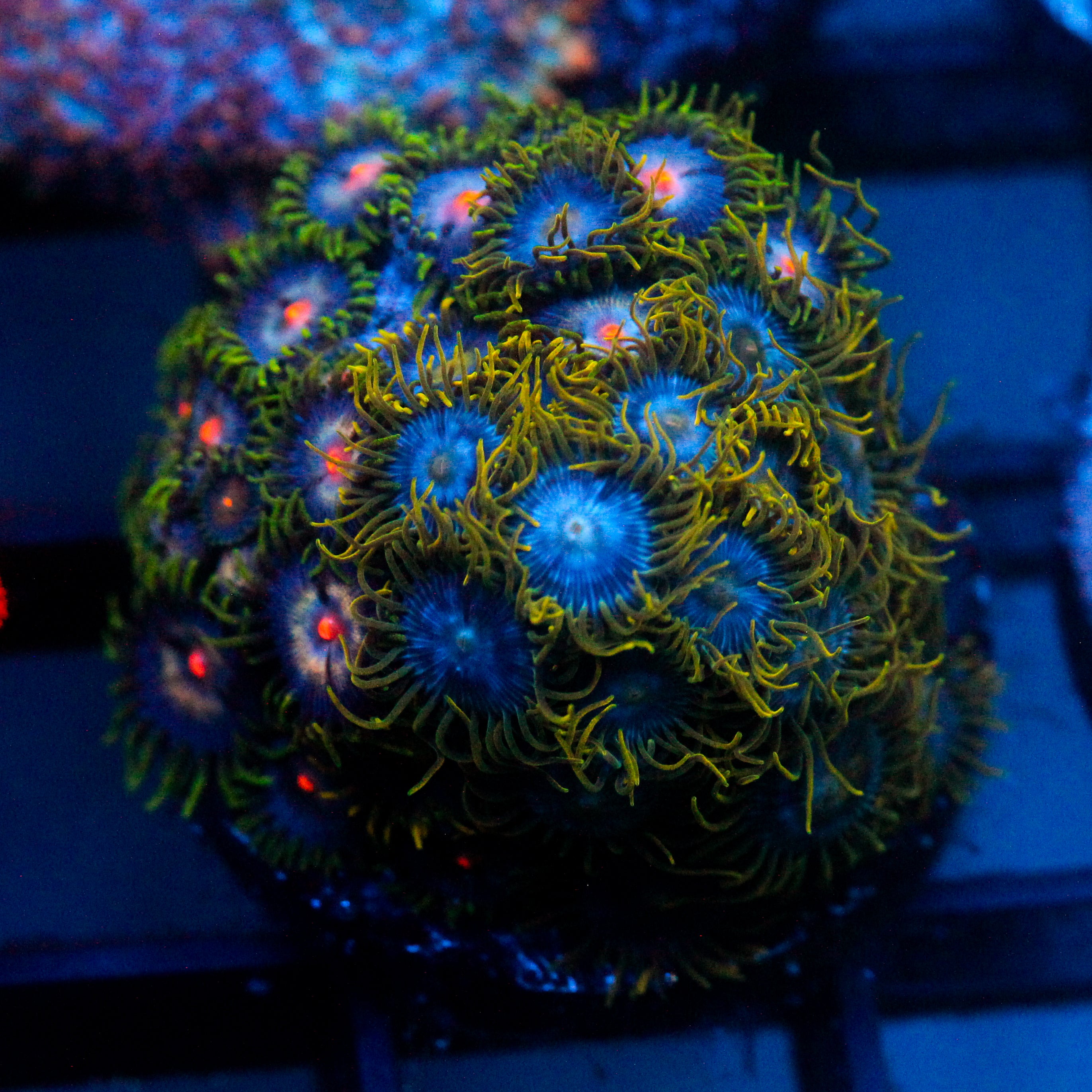 JC Blue Beast Zoanthid Mix