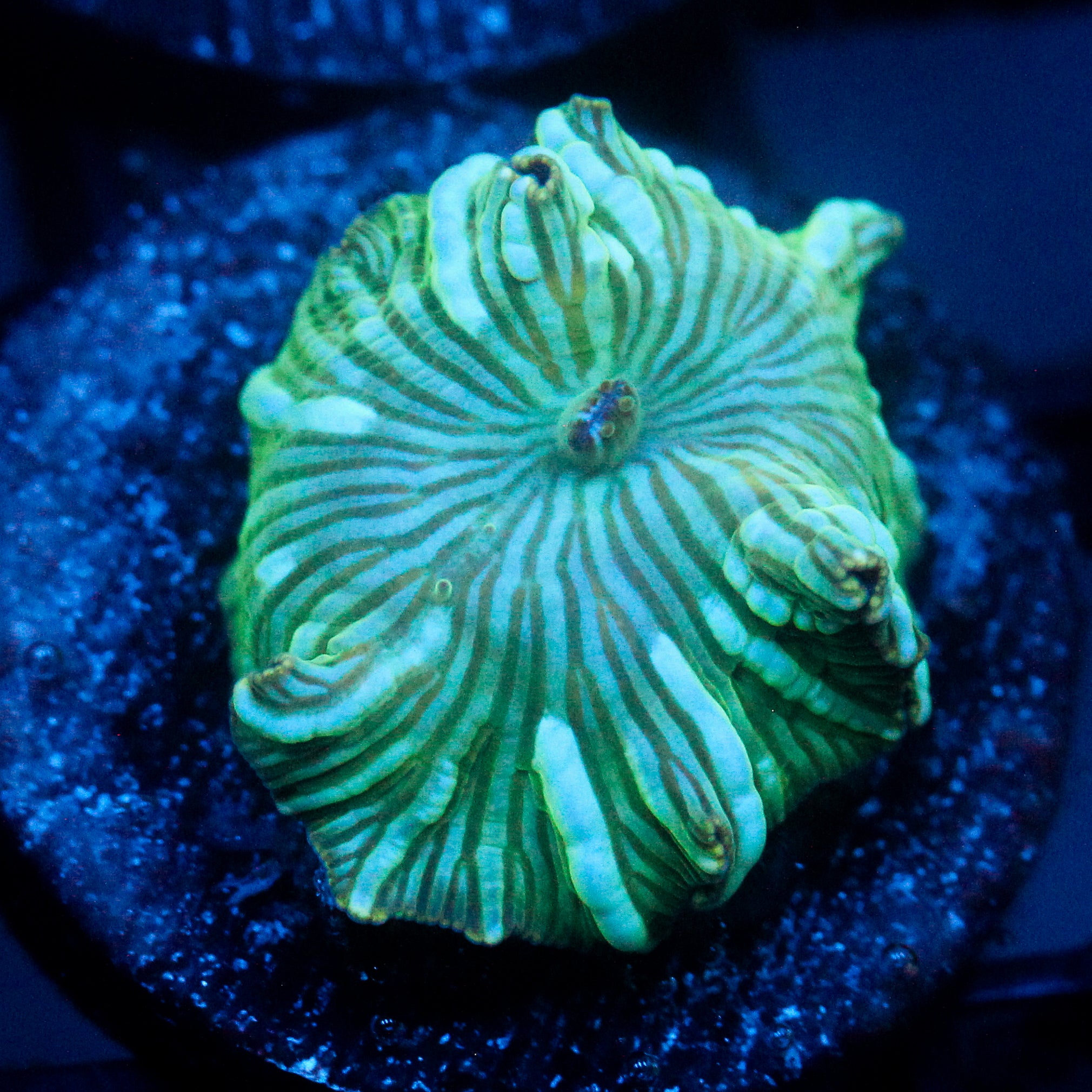 JC Watermelon Rind Discosoma