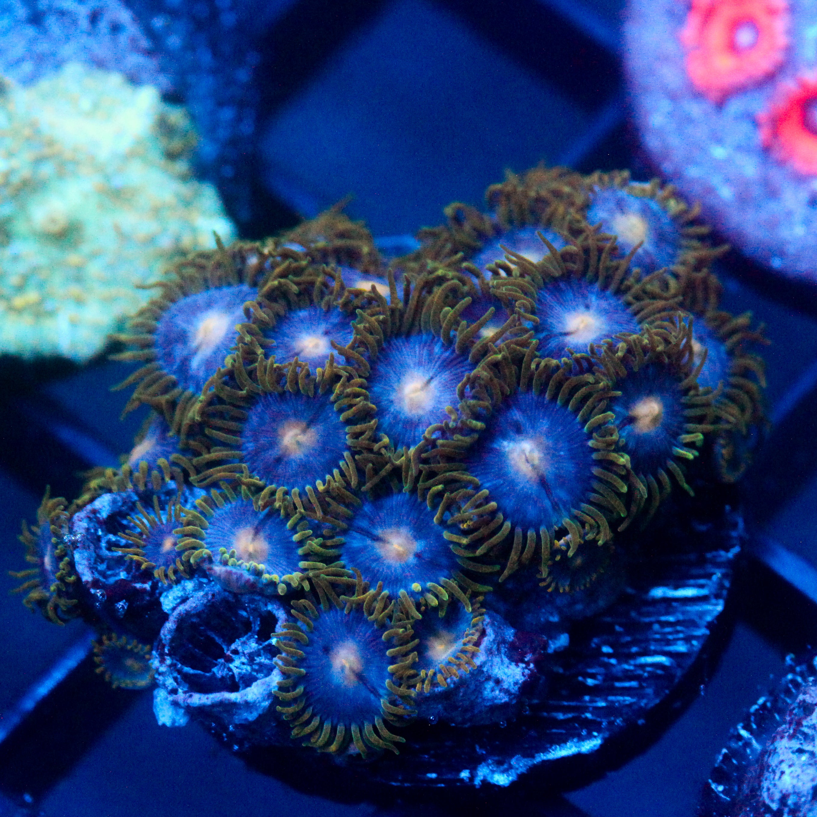 JC Gold Gobbler Zoanthid