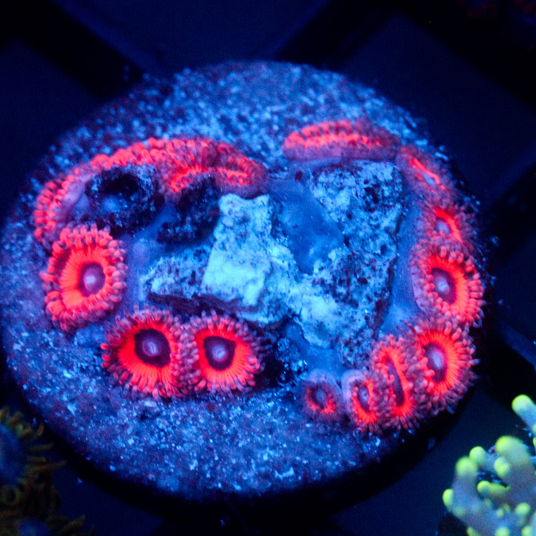 JC Xerxes Zoanthids
