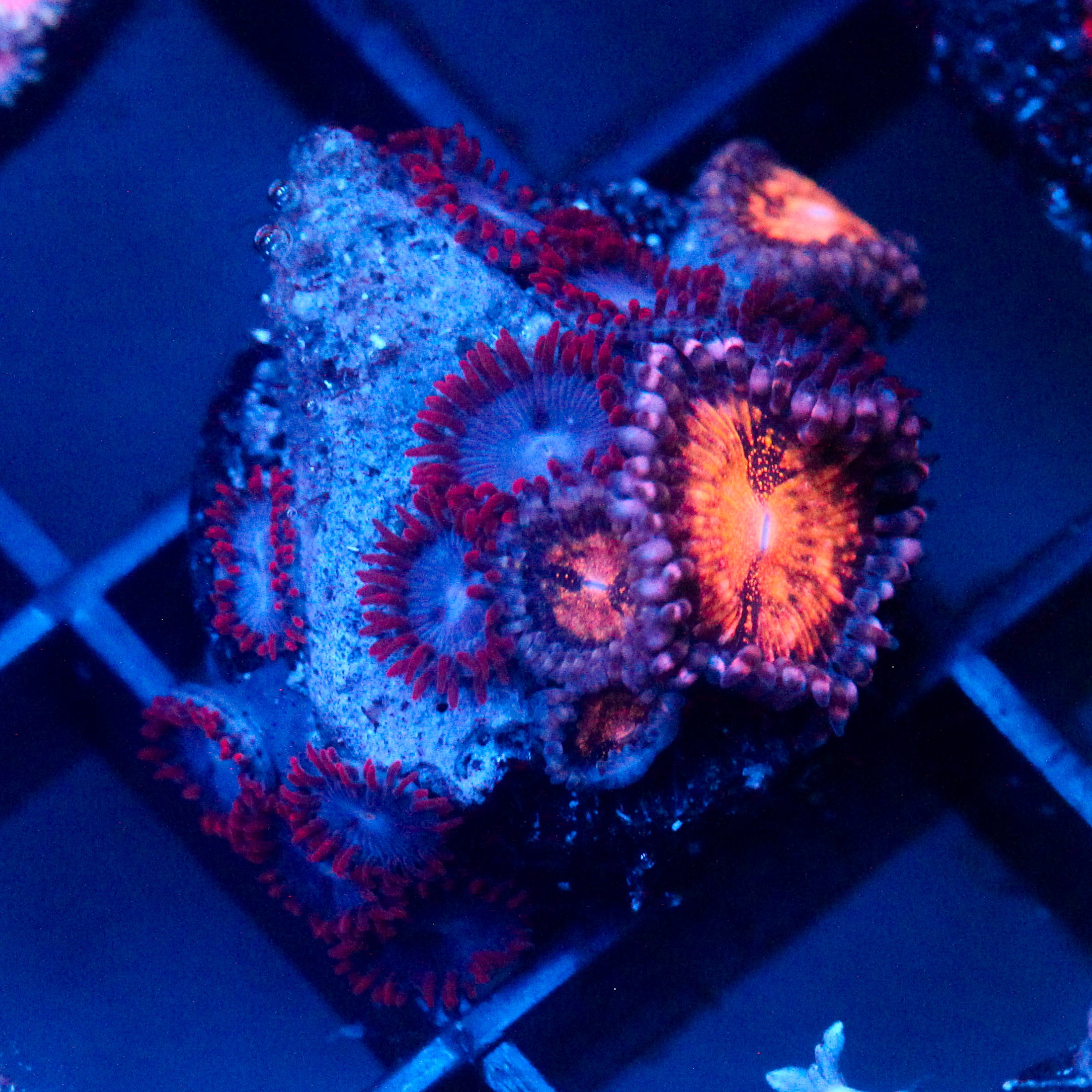 JC Nova Zoanthid Mix