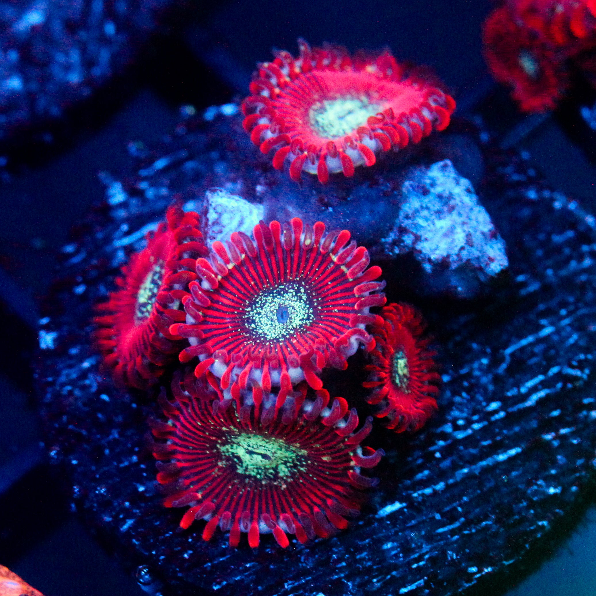 JC Magician's Zoanthid
