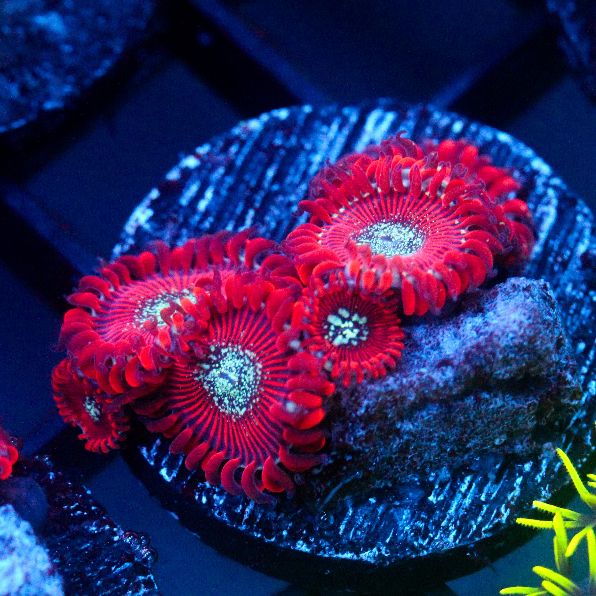 JC Magician's Zoanthid