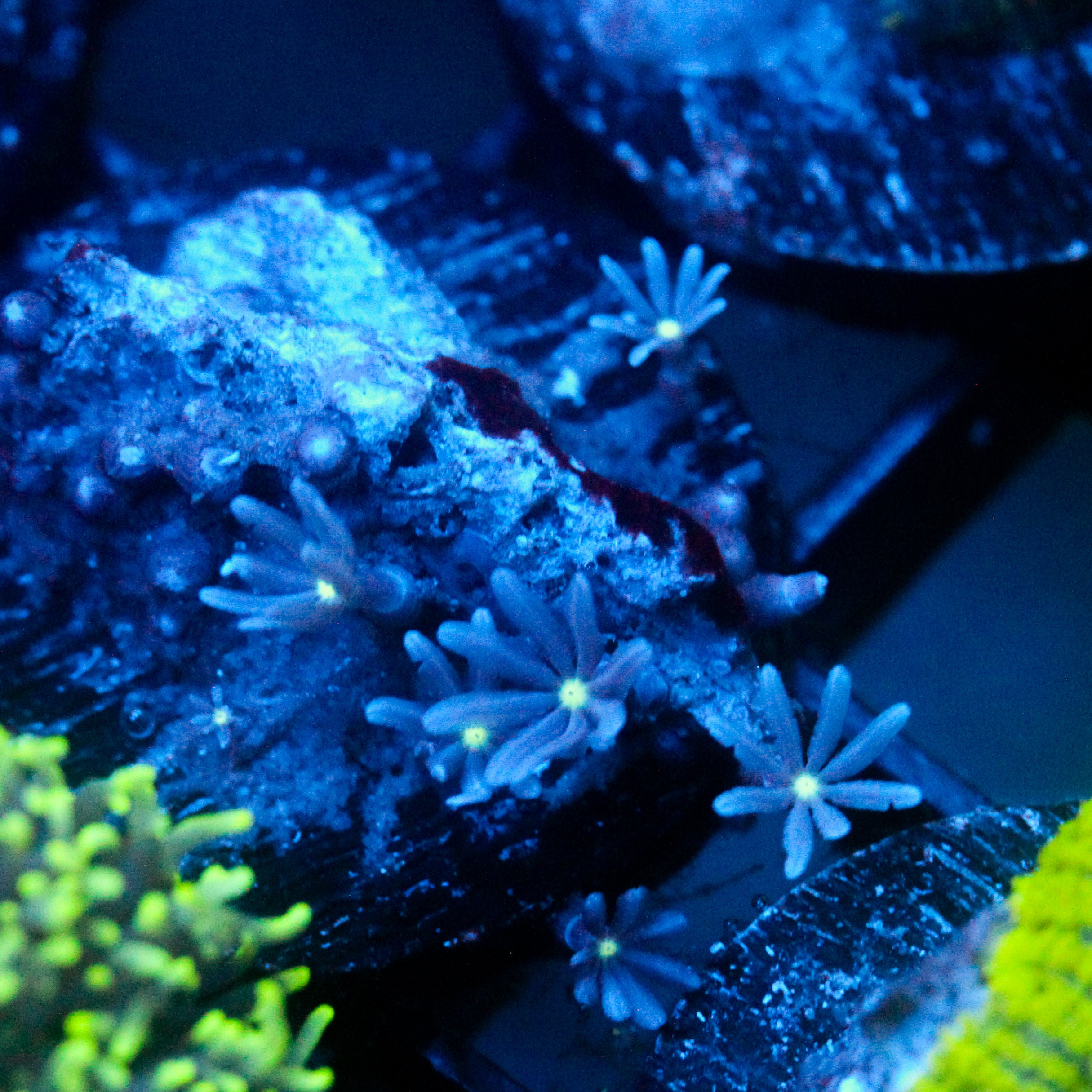JC Enchantress Polyp Coral