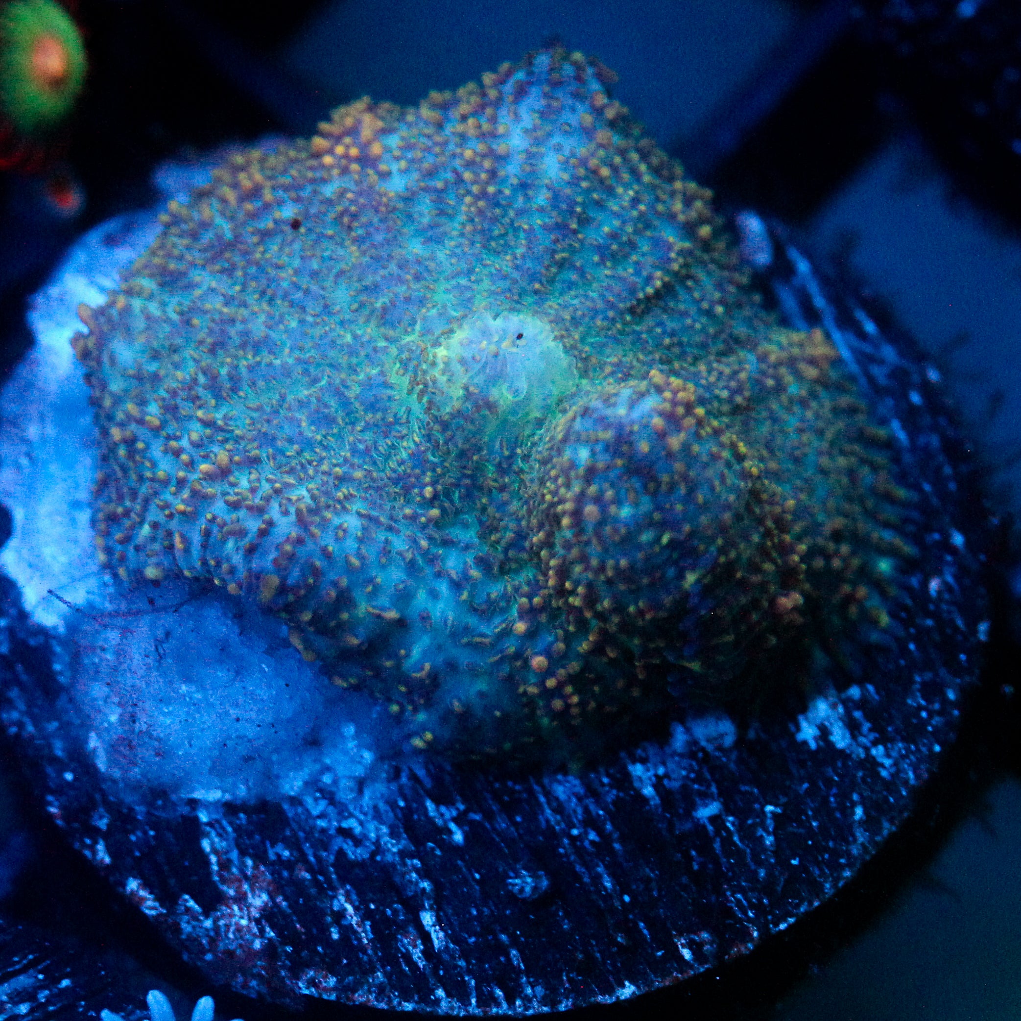 JC Cuprum Calamity Rhodactis