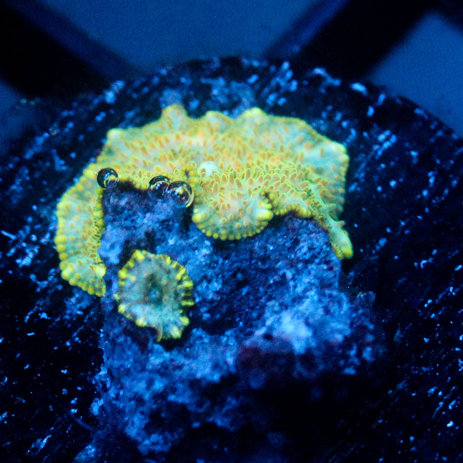 JC Firefly Discosoma