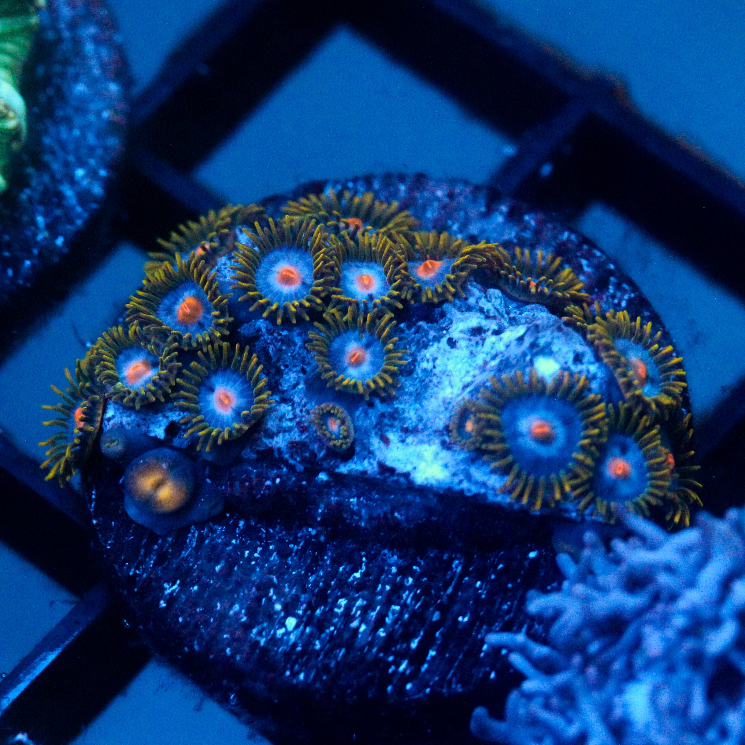 JC Zoa Garden Seed