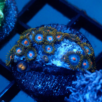 JC Zoa Garden Seed