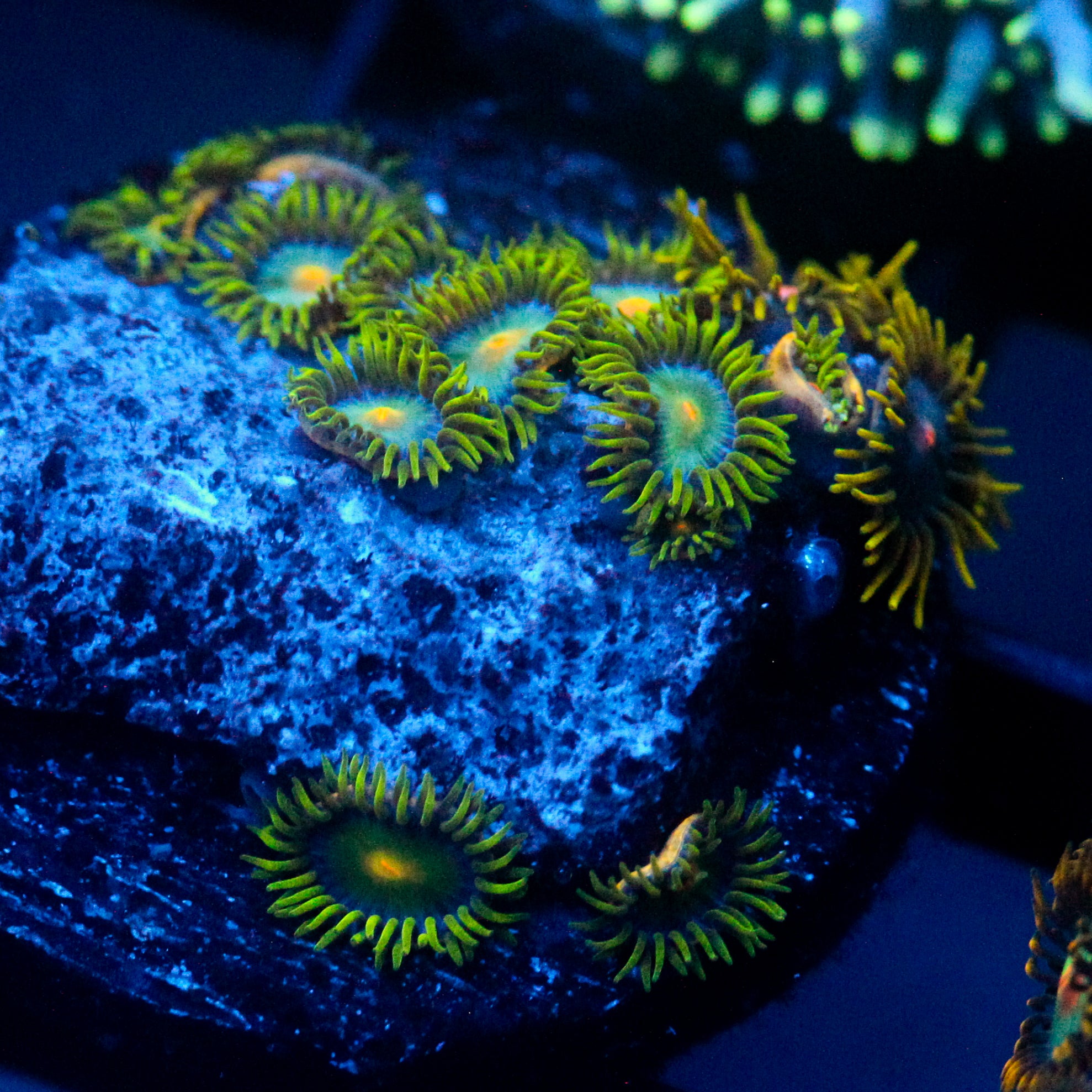 JC Green Crawler Zoanthid