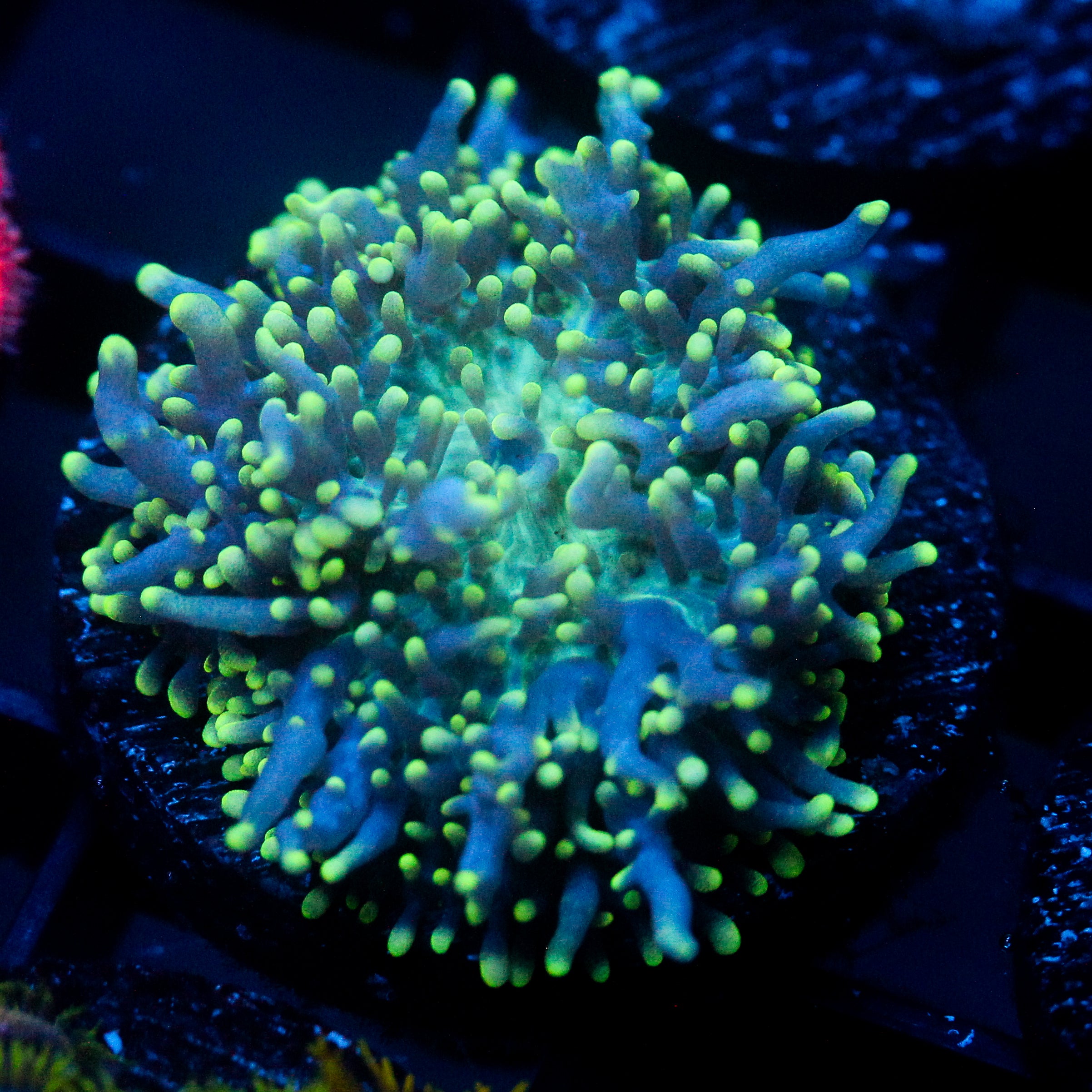 JC Fuzzy Wonder Mushroom