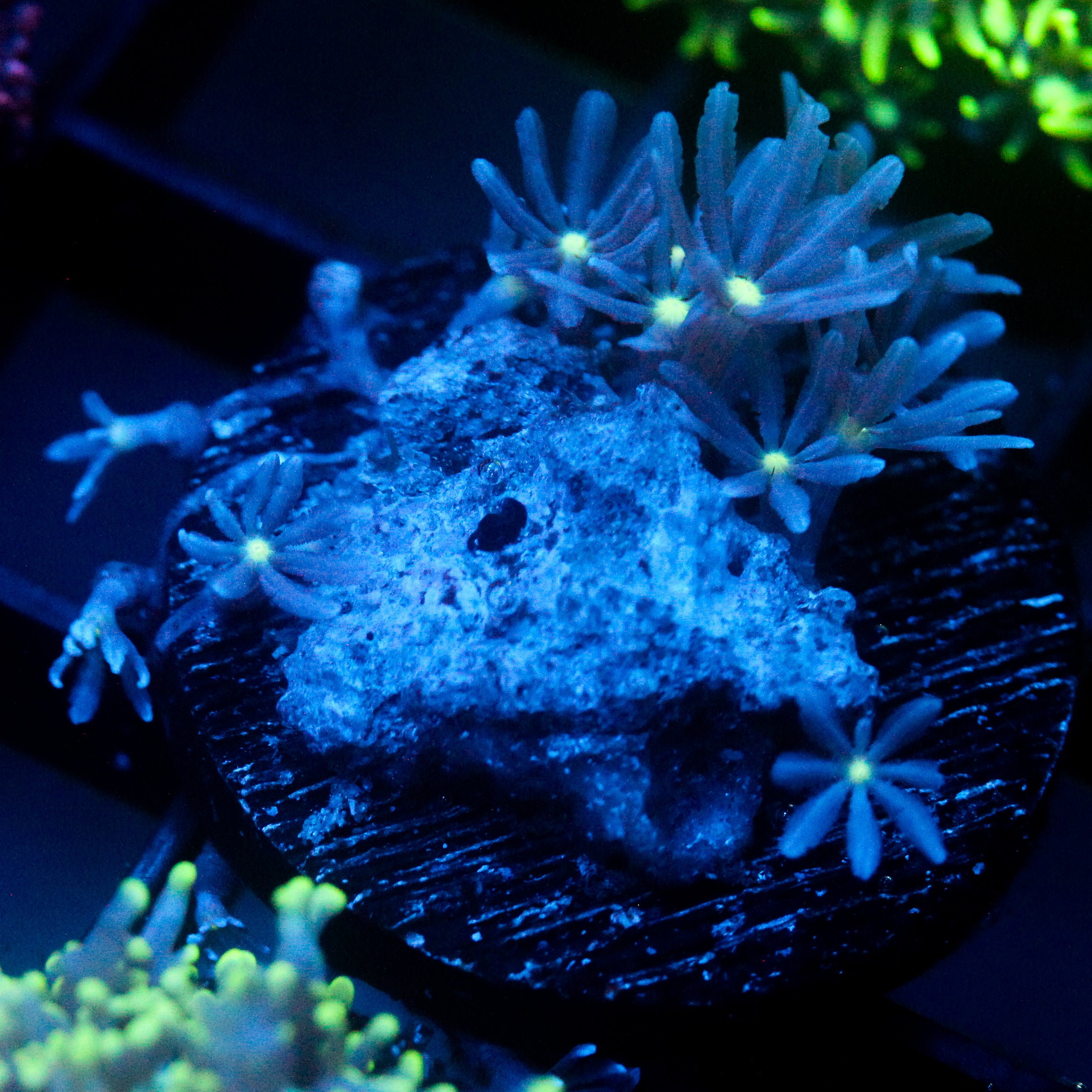 JC Enchantress Polyp Coral