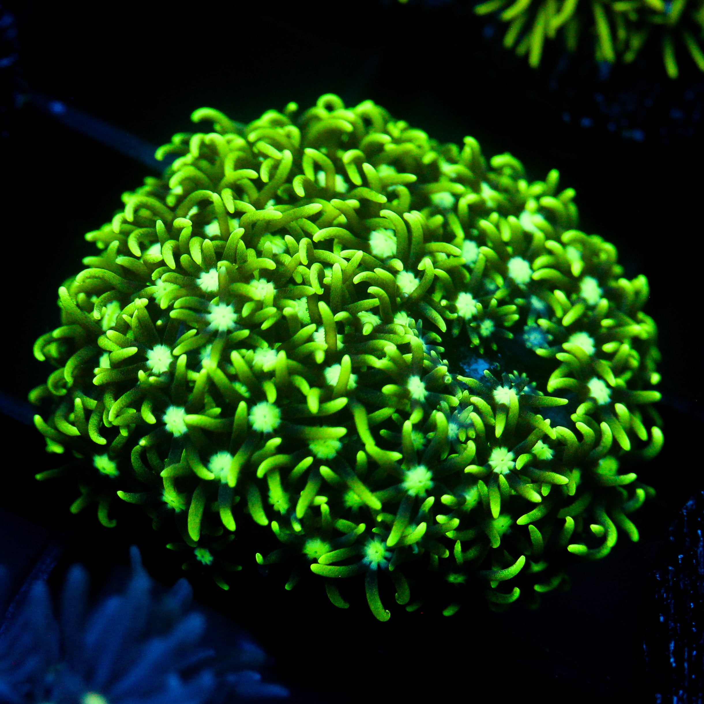 JC GSP
