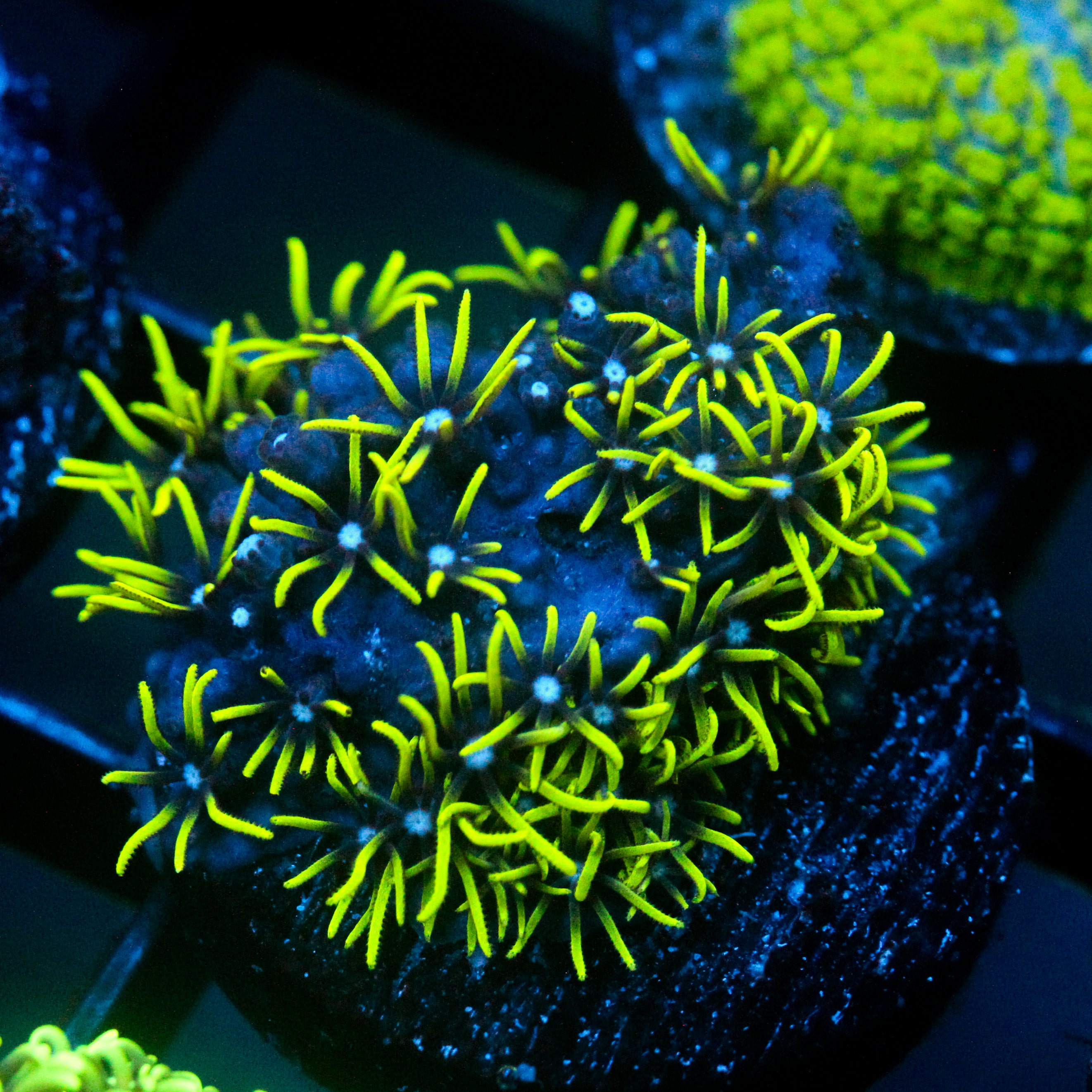 JC Lime Wire Gsp