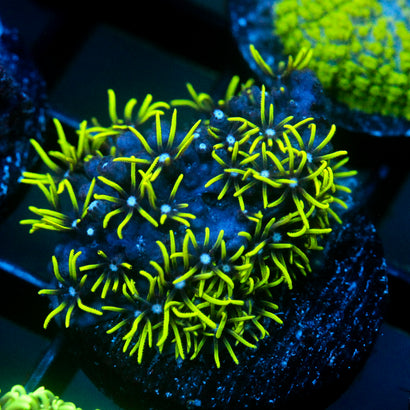 JC Lime Wire Gsp
