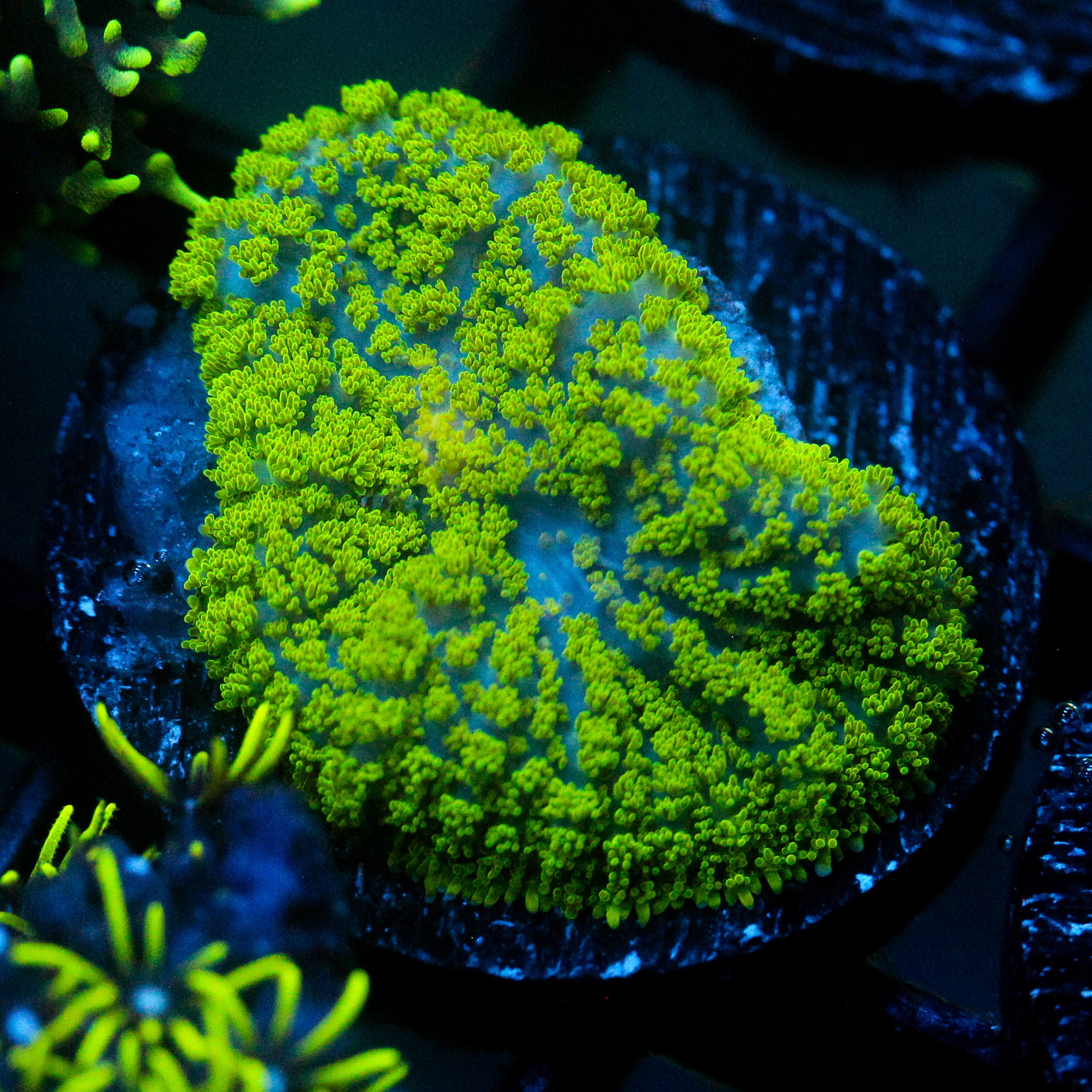 JC Neon Green Rhodactis