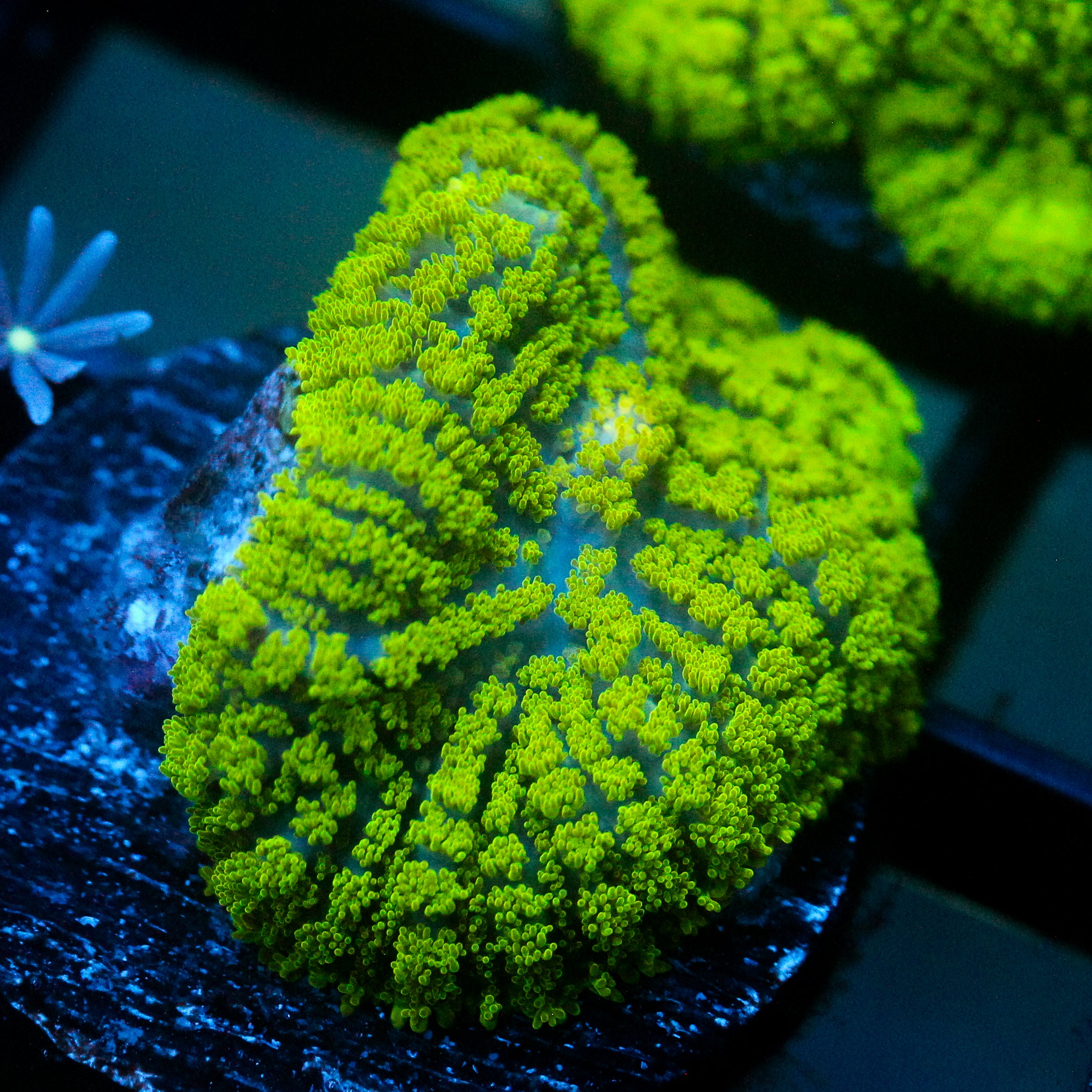 JC Neon Green Rhodactis
