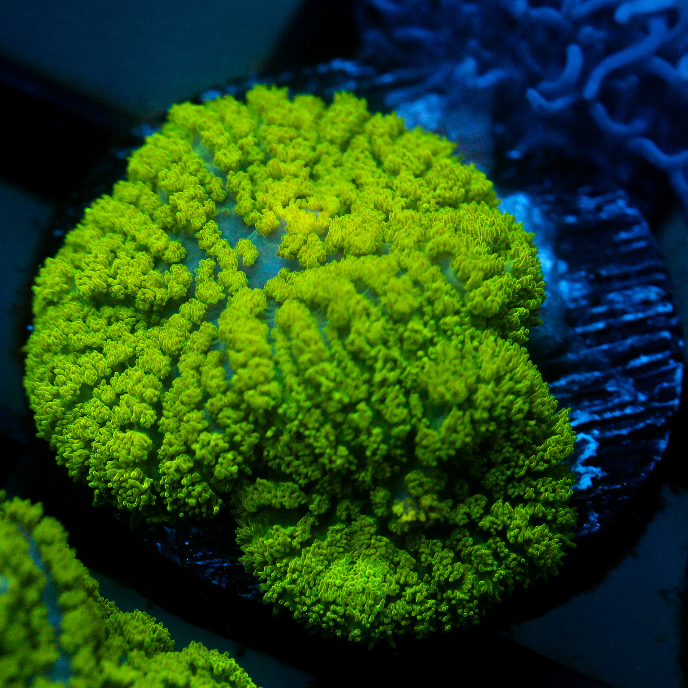 JC Neon Green Rhodactis
