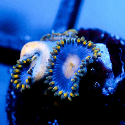 Gold Burst Zoanthid