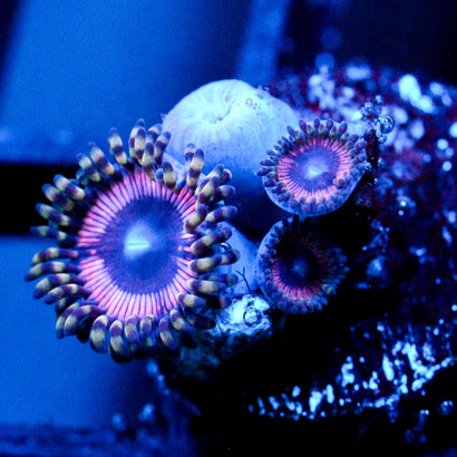 Pink Quasar Zoanthid