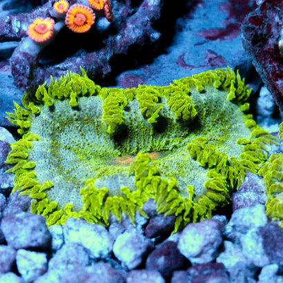 JC Ultra Rock Flower Anemone