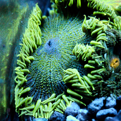 JC Ultra Rock Flower Anemone