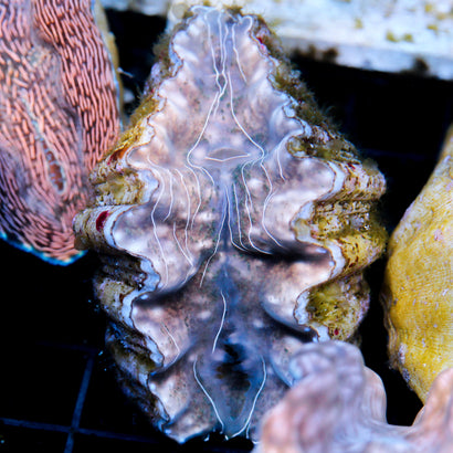 Hippopus Clam