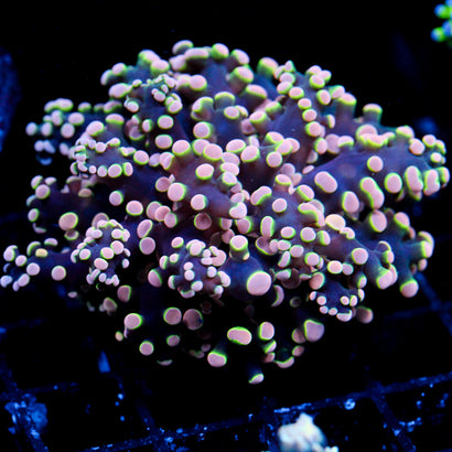 JC Orange Monster Octo